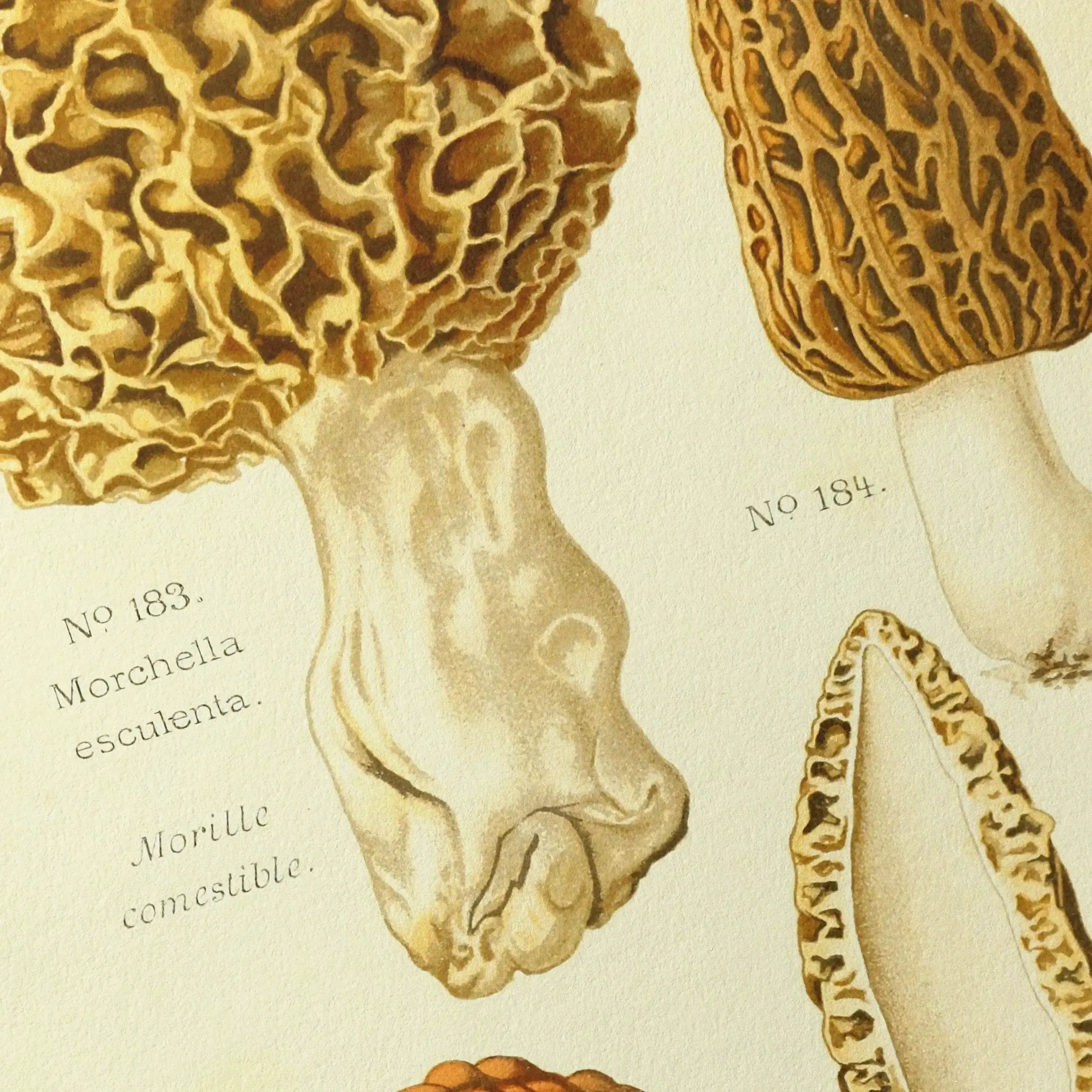 Fungi: Plate No. 24