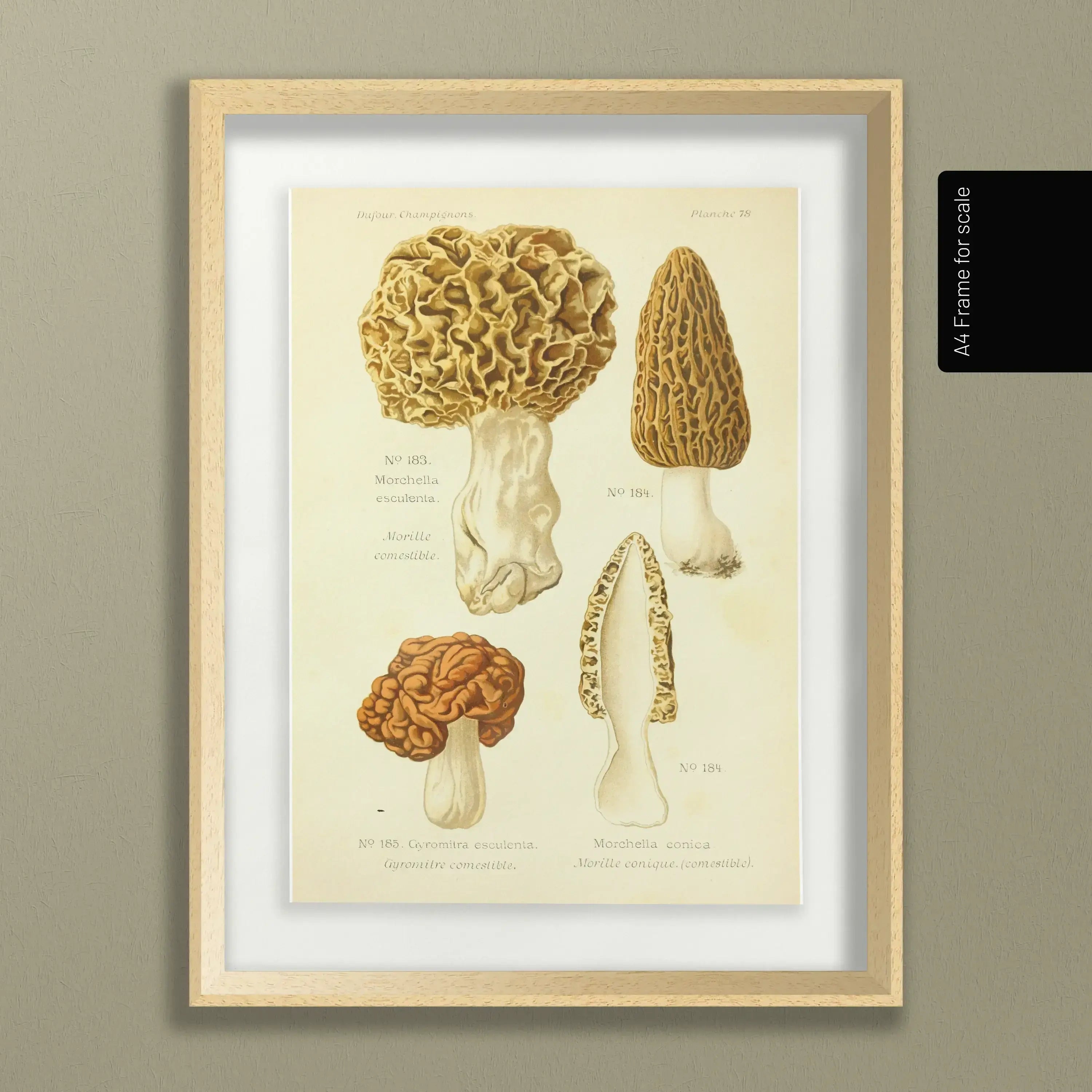 Fungi: Plate No. 24