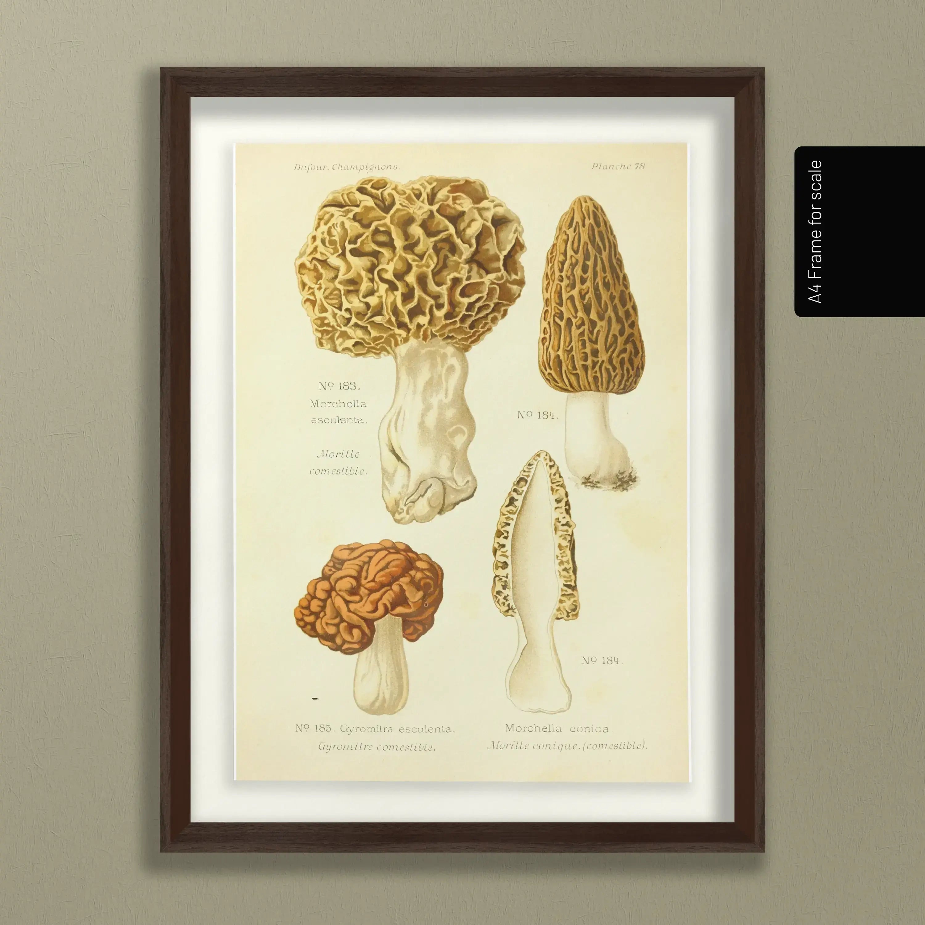 Fungi: Plate No. 24