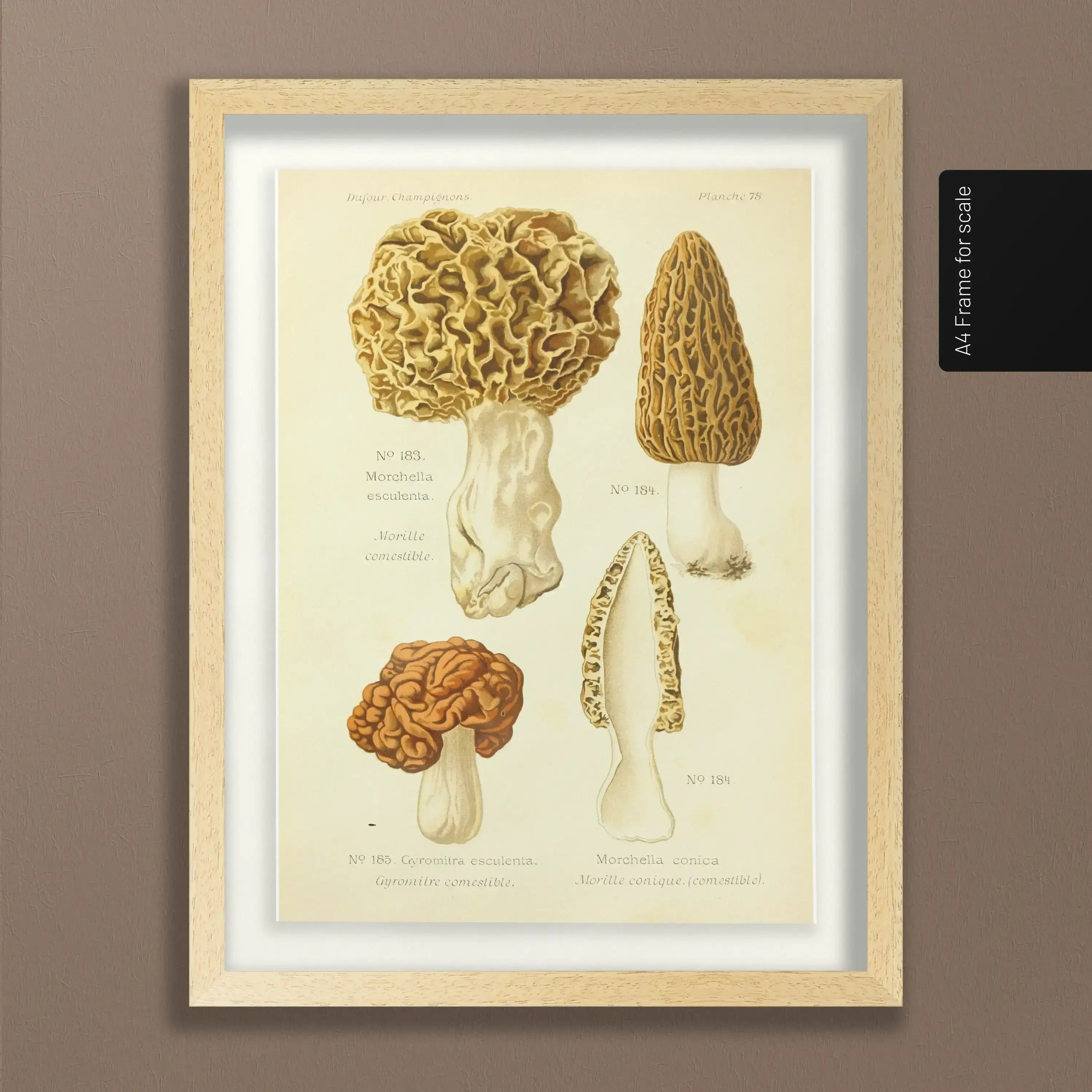 Fungi: Plate No. 24