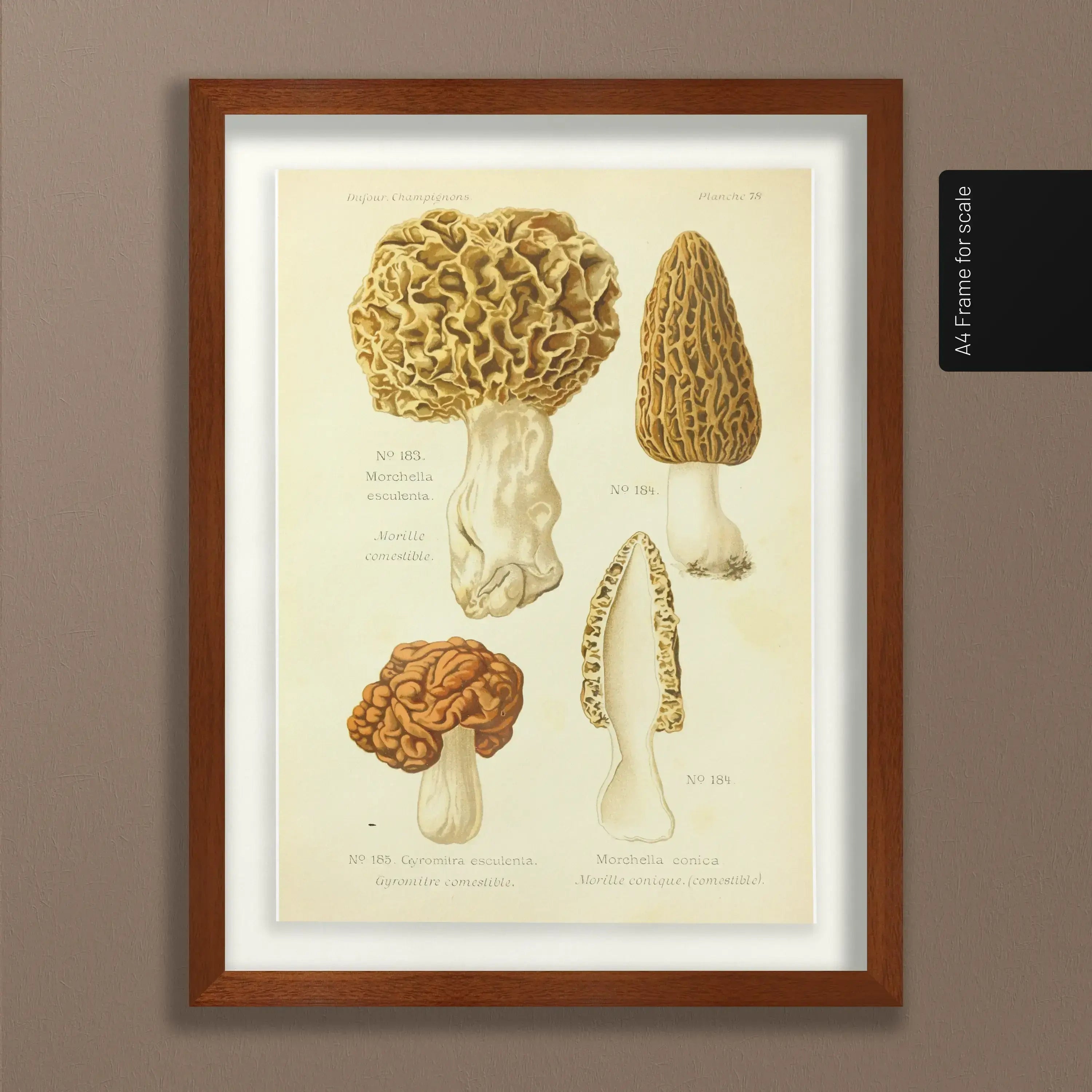 Fungi: Plate No. 24