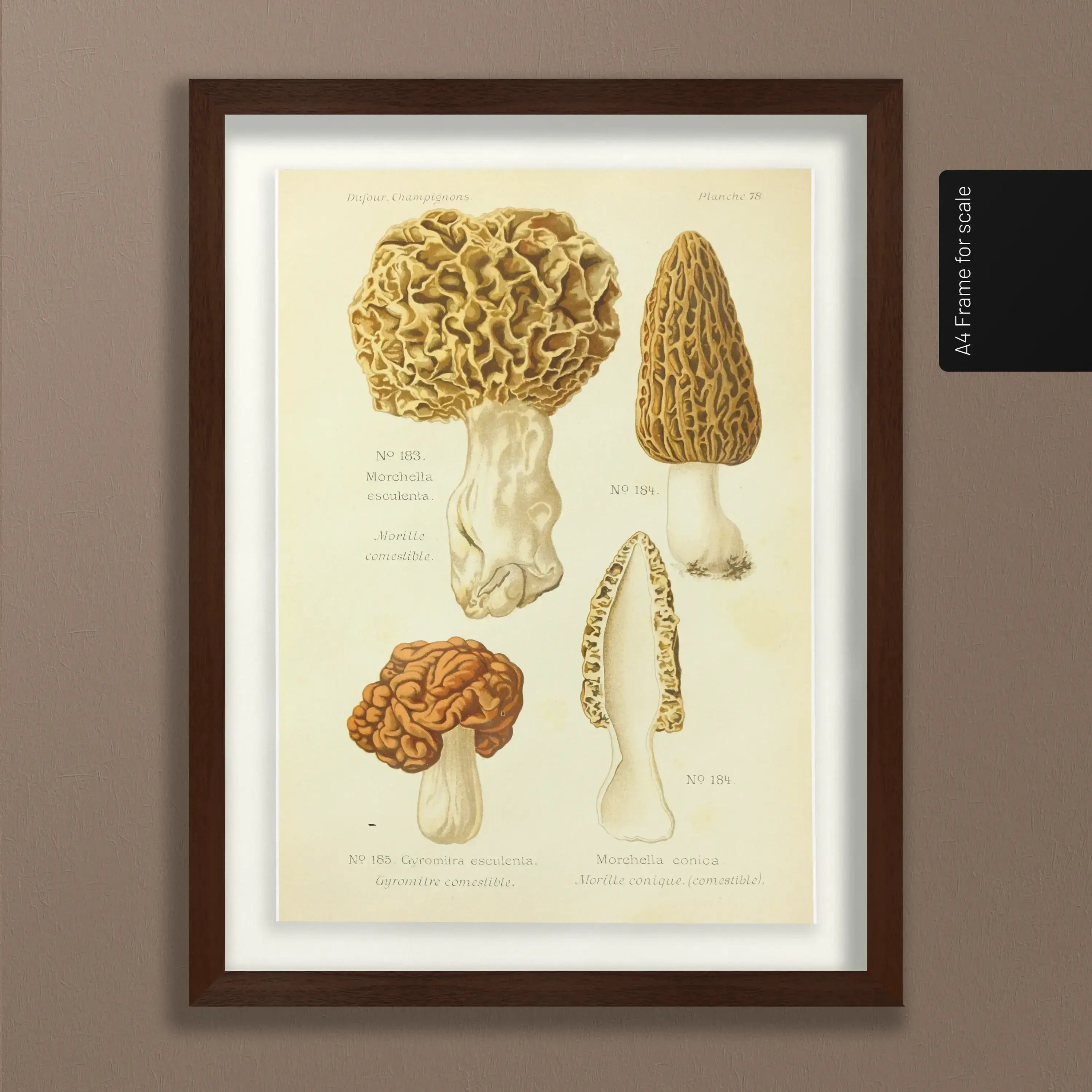 Fungi: Plate No. 24