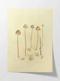 Fungi: Plate No. 25