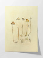 Fungi: Plate No. 25