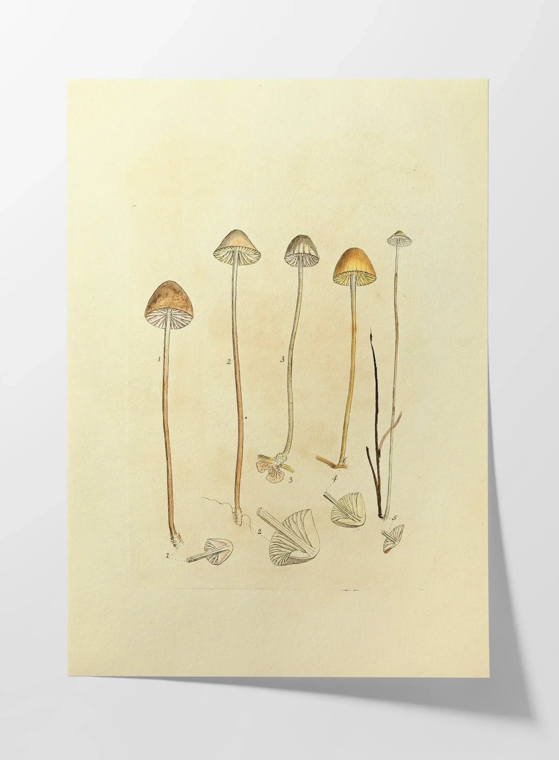 Fungi: Plate No. 25