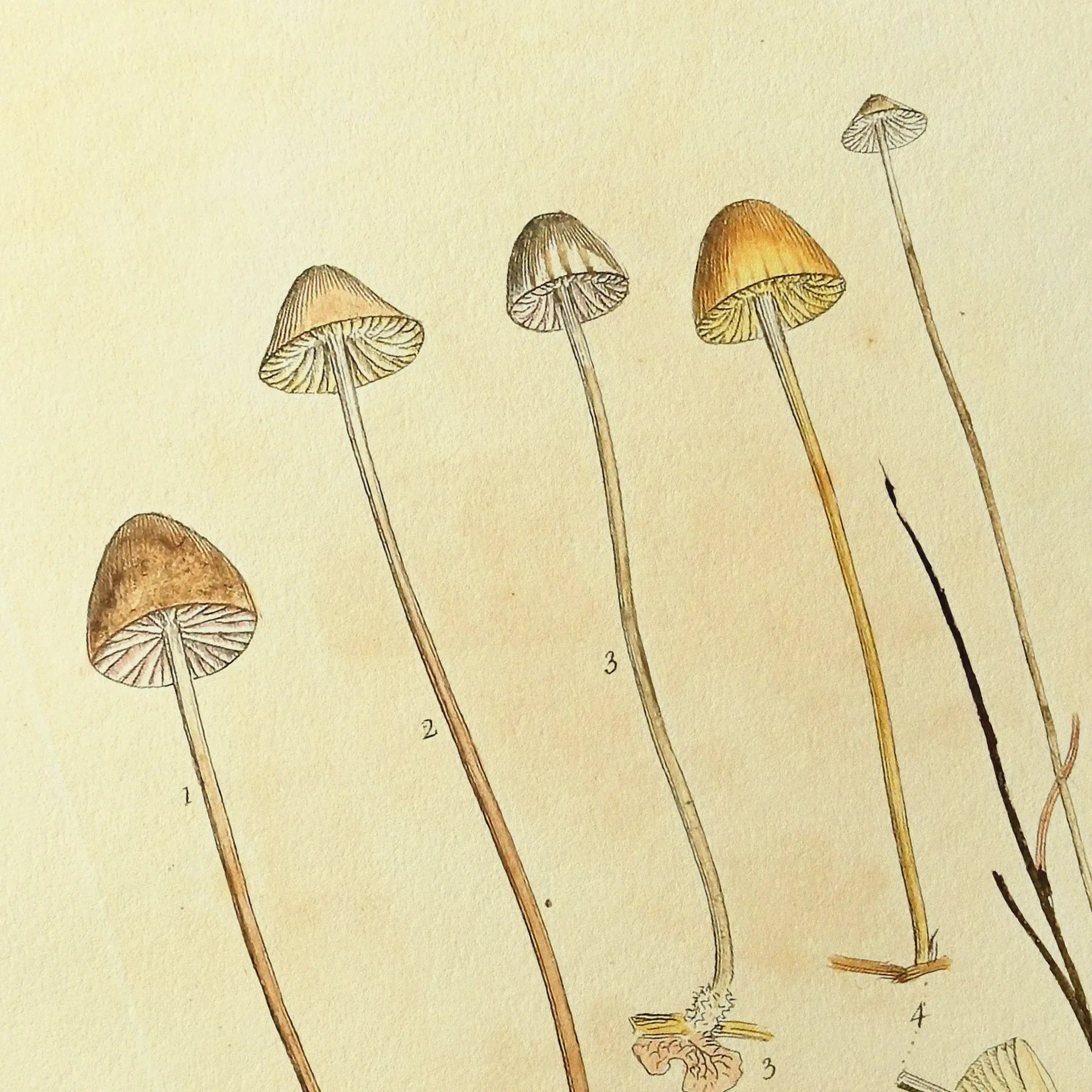 Fungi: Plate No. 25