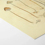 Fungi: Plate No. 25