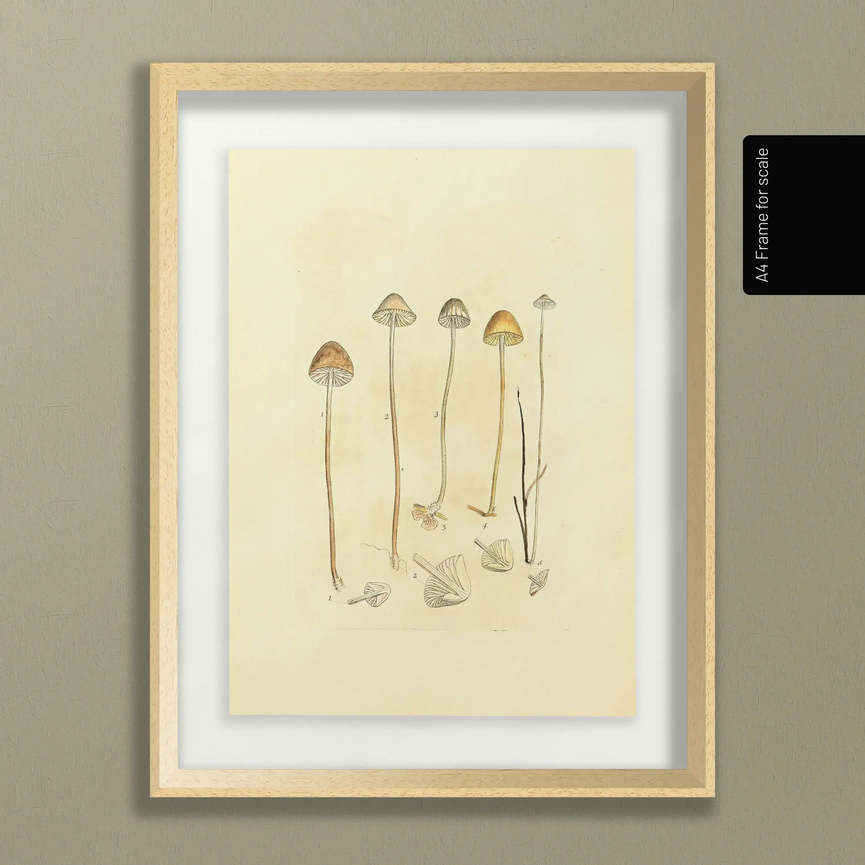 Fungi: Plate No. 25