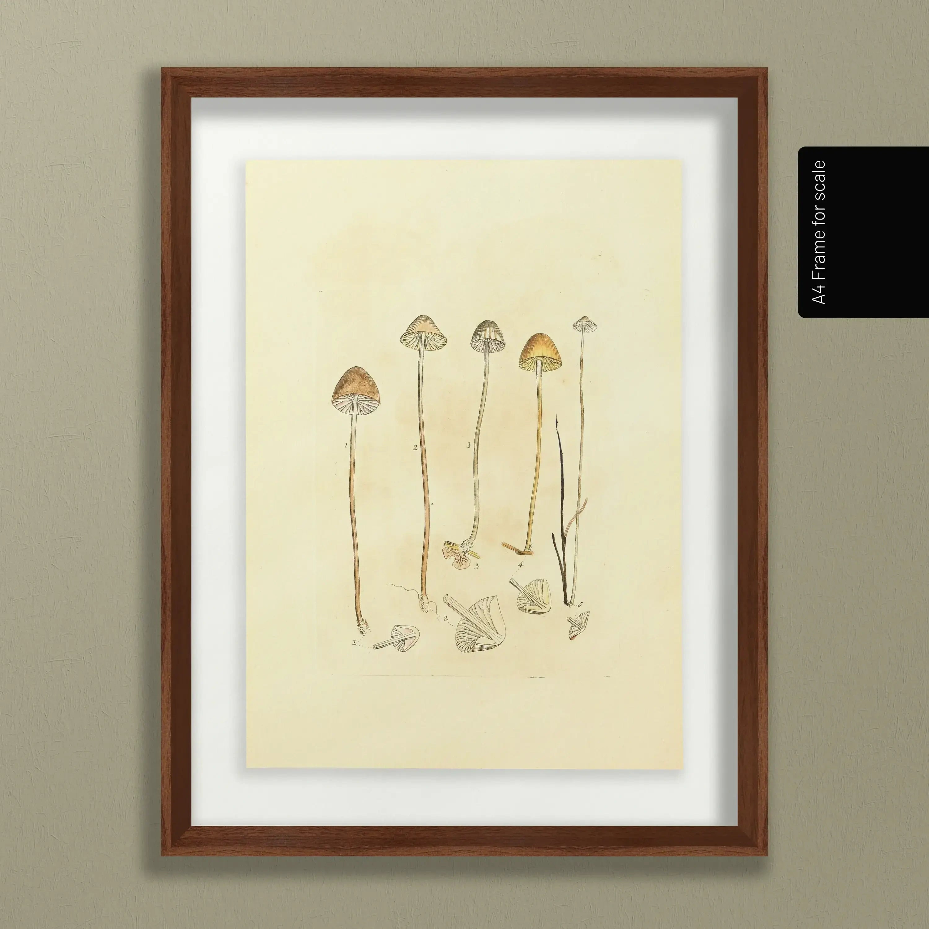 Fungi: Plate No. 25