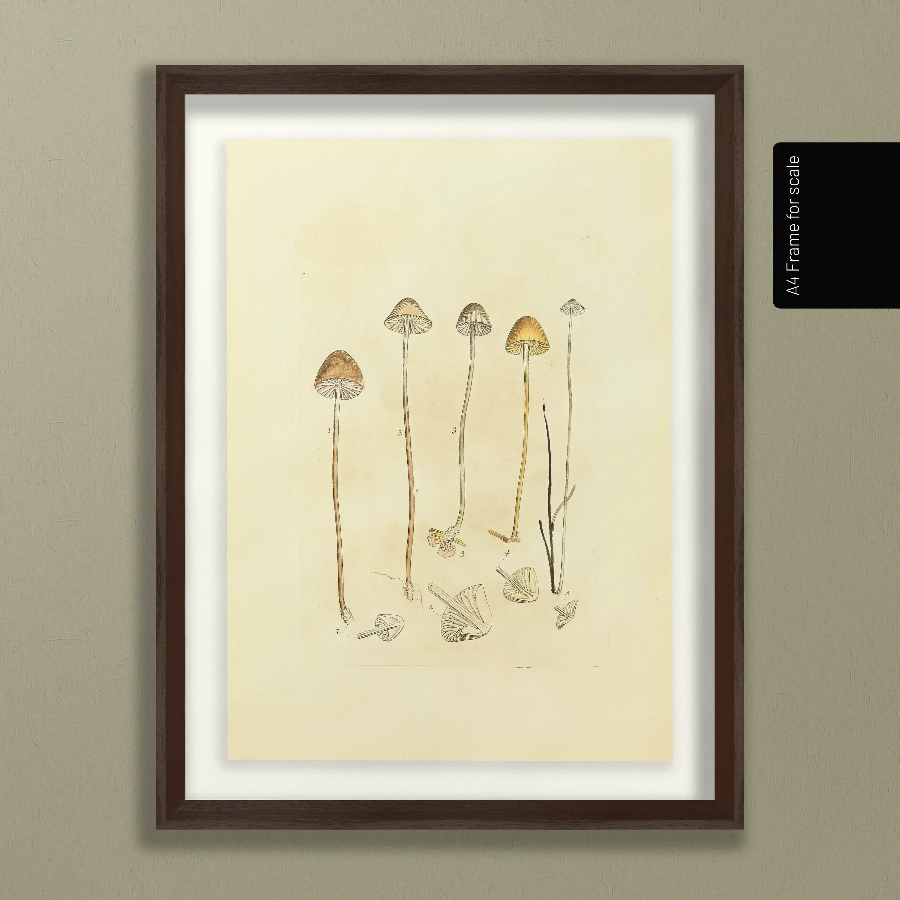Fungi: Plate No. 25