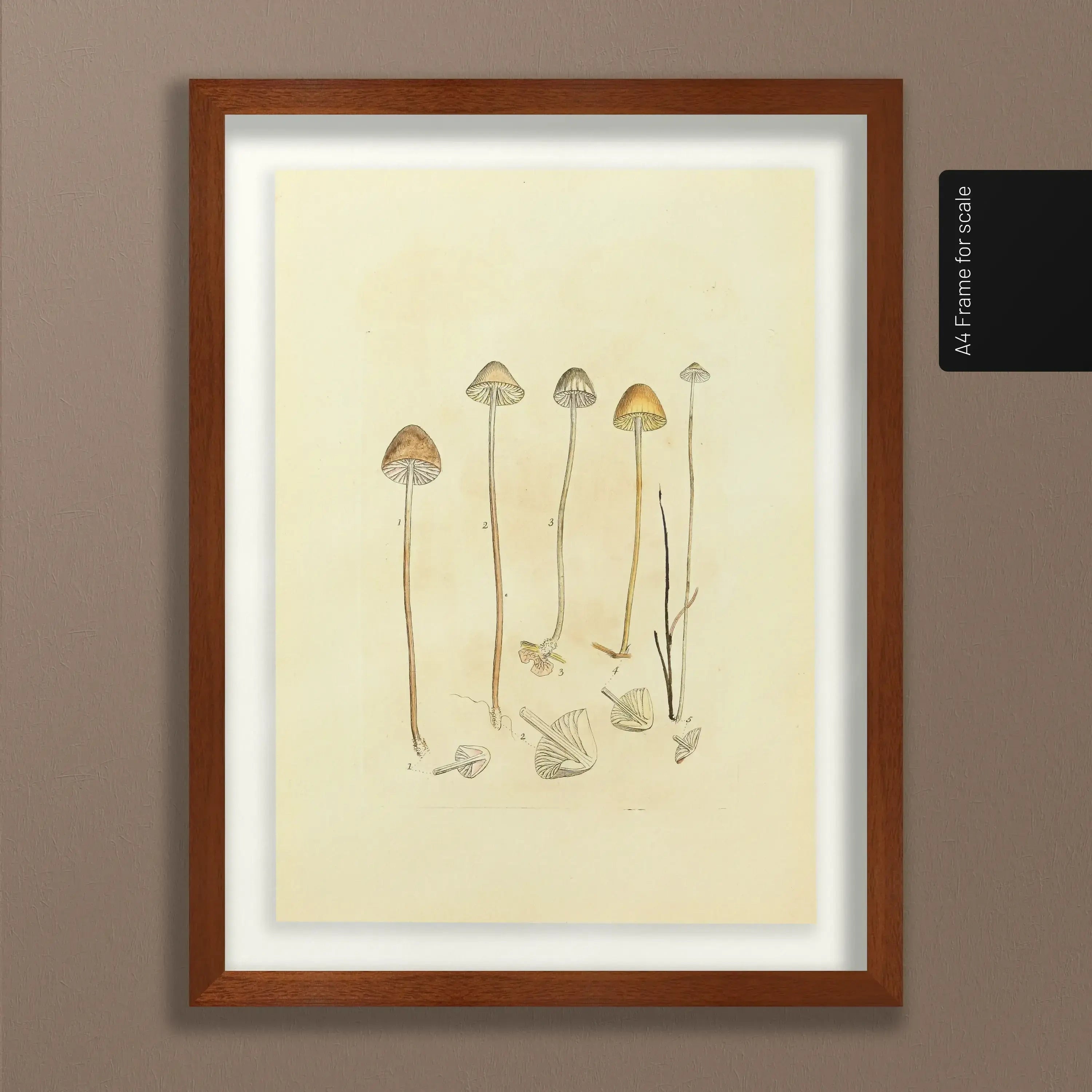 Fungi: Plate No. 25
