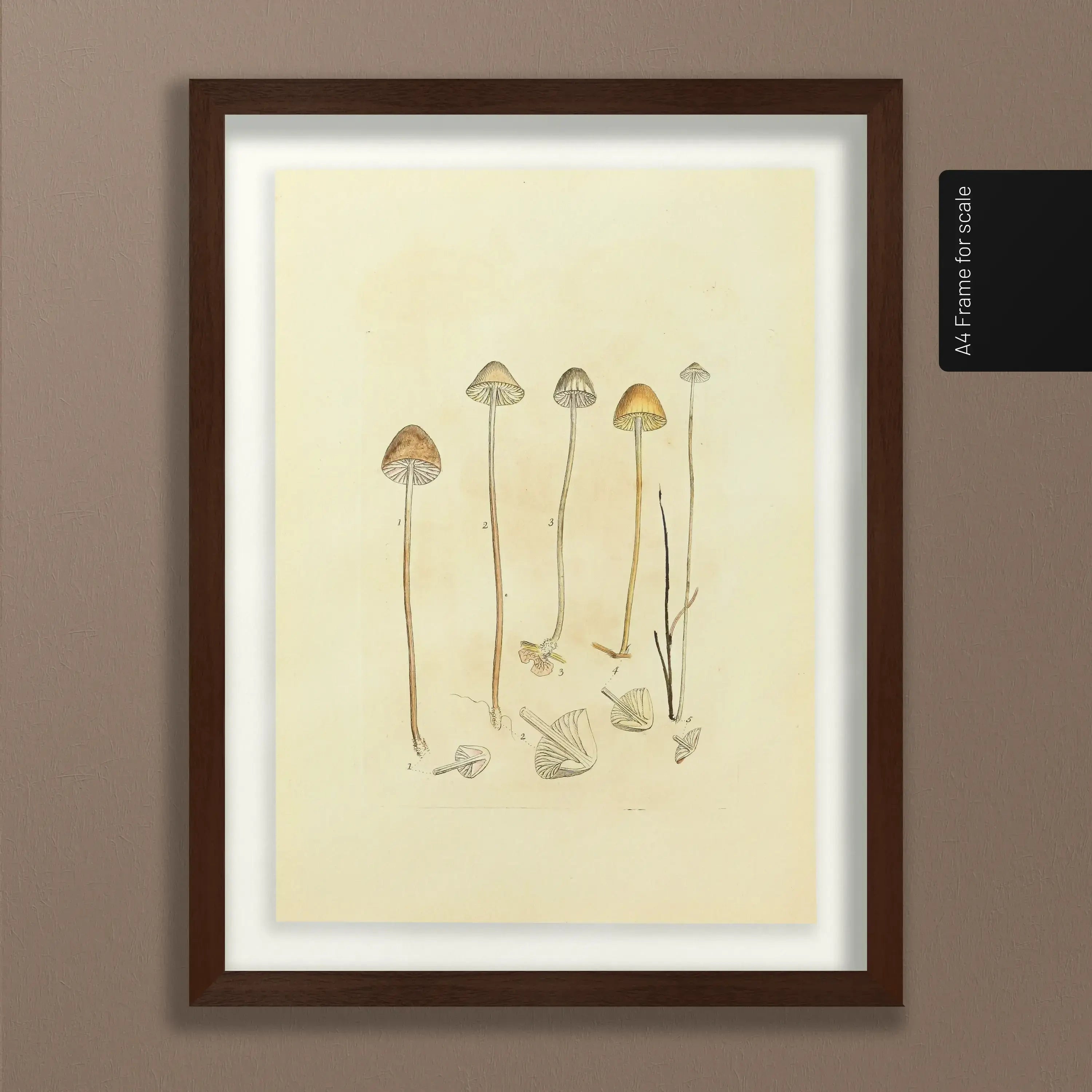 Fungi: Plate No. 25