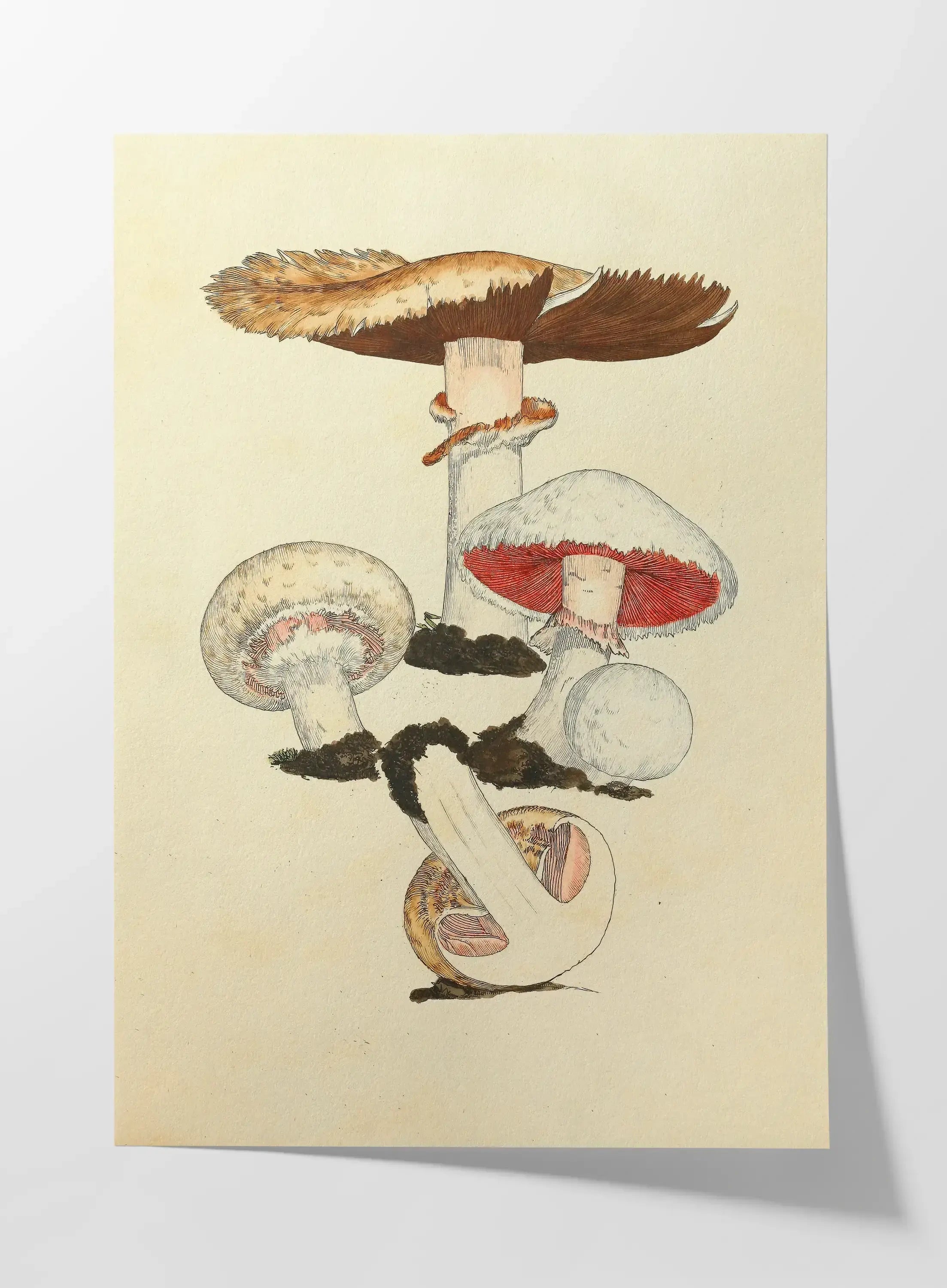 Fungi: Plate No. 26