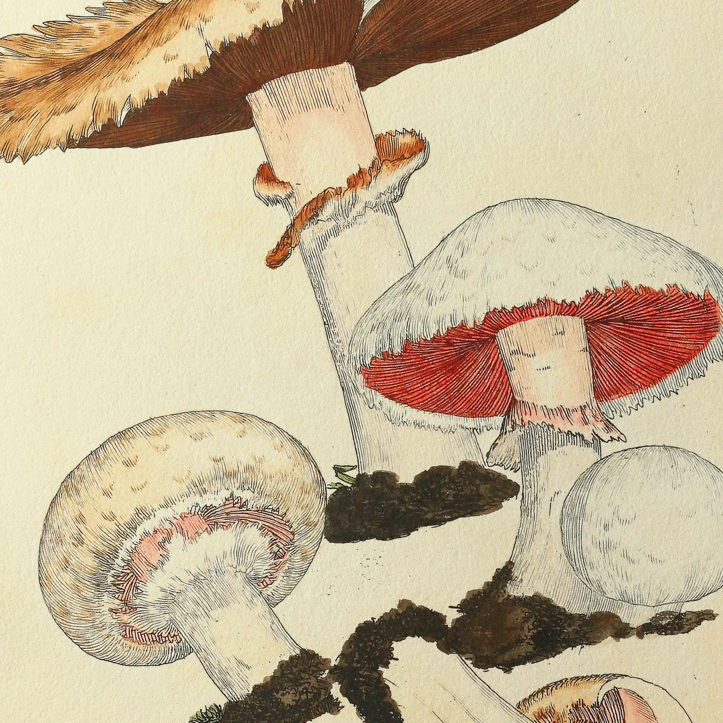 Fungi: Plate No. 26