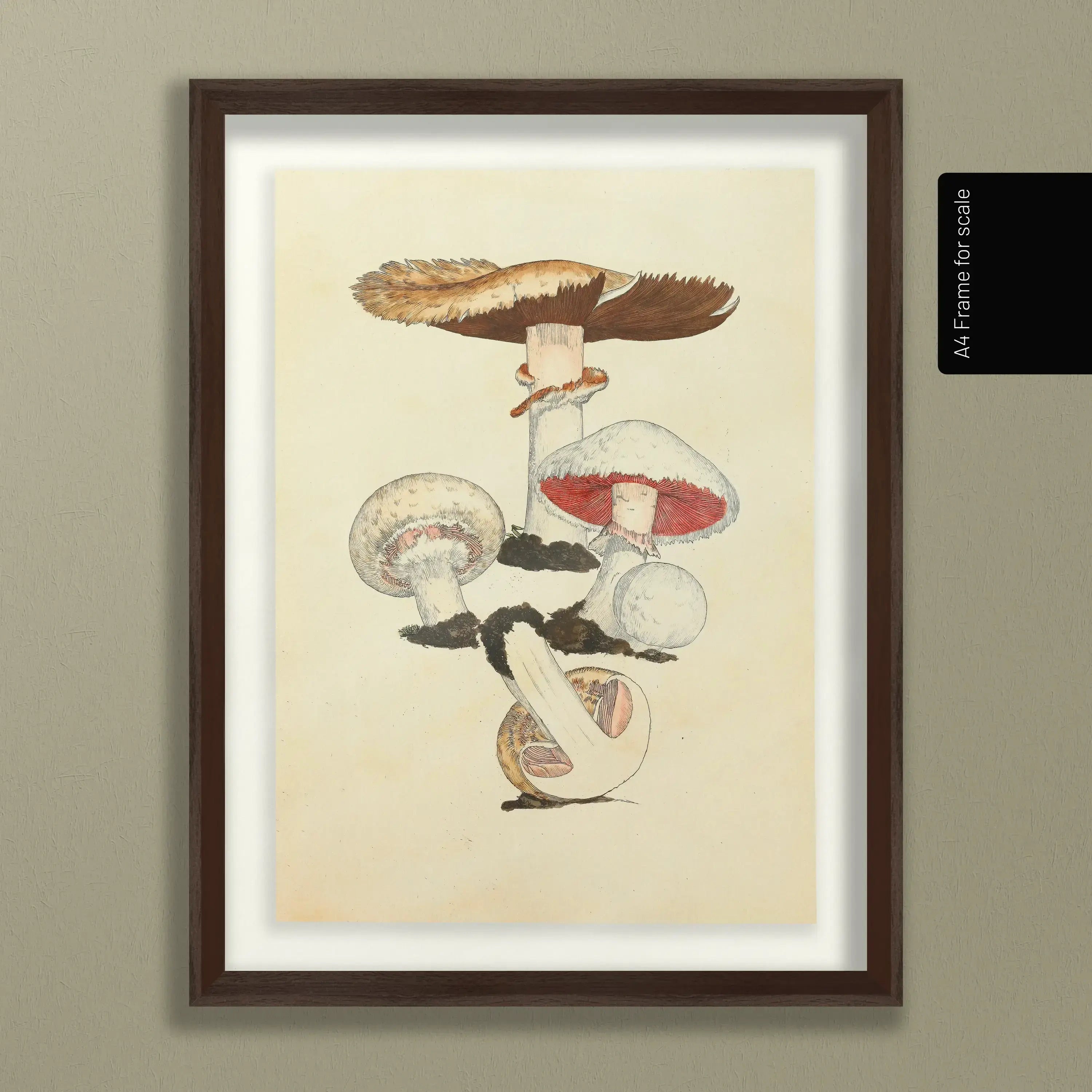 Fungi: Plate No. 26