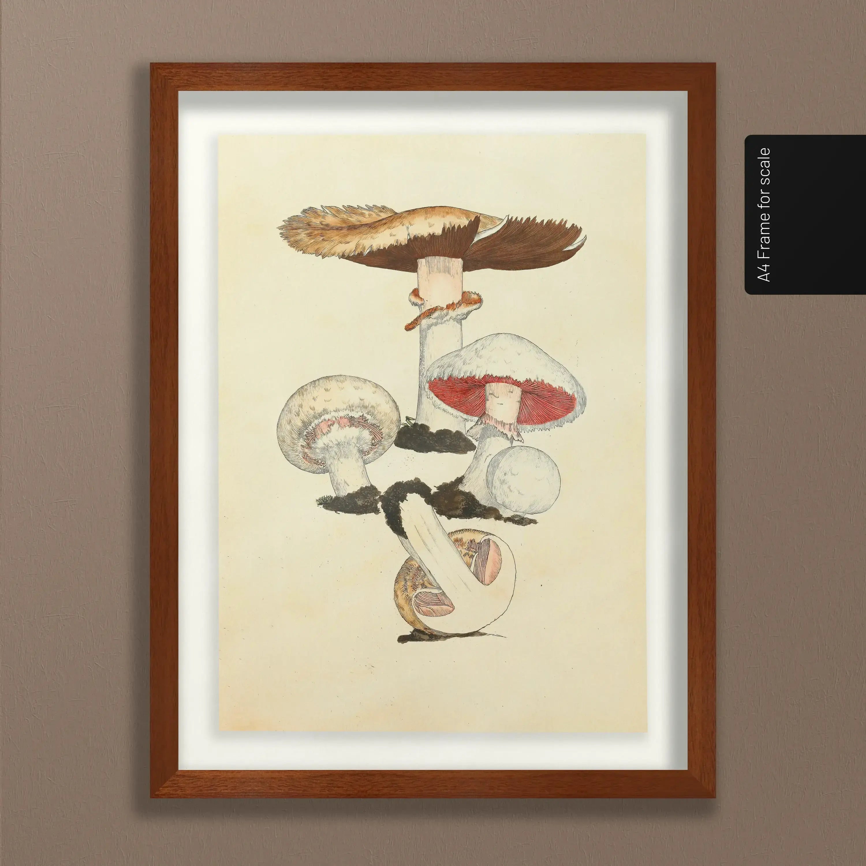 Fungi: Plate No. 26