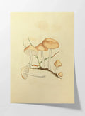 Fungi: Plate No. 27