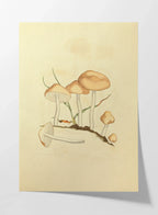Fungi: Plate No. 27