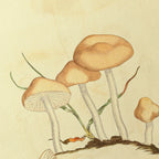 Fungi: Plate No. 27