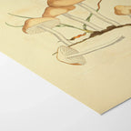 Fungi: Plate No. 27