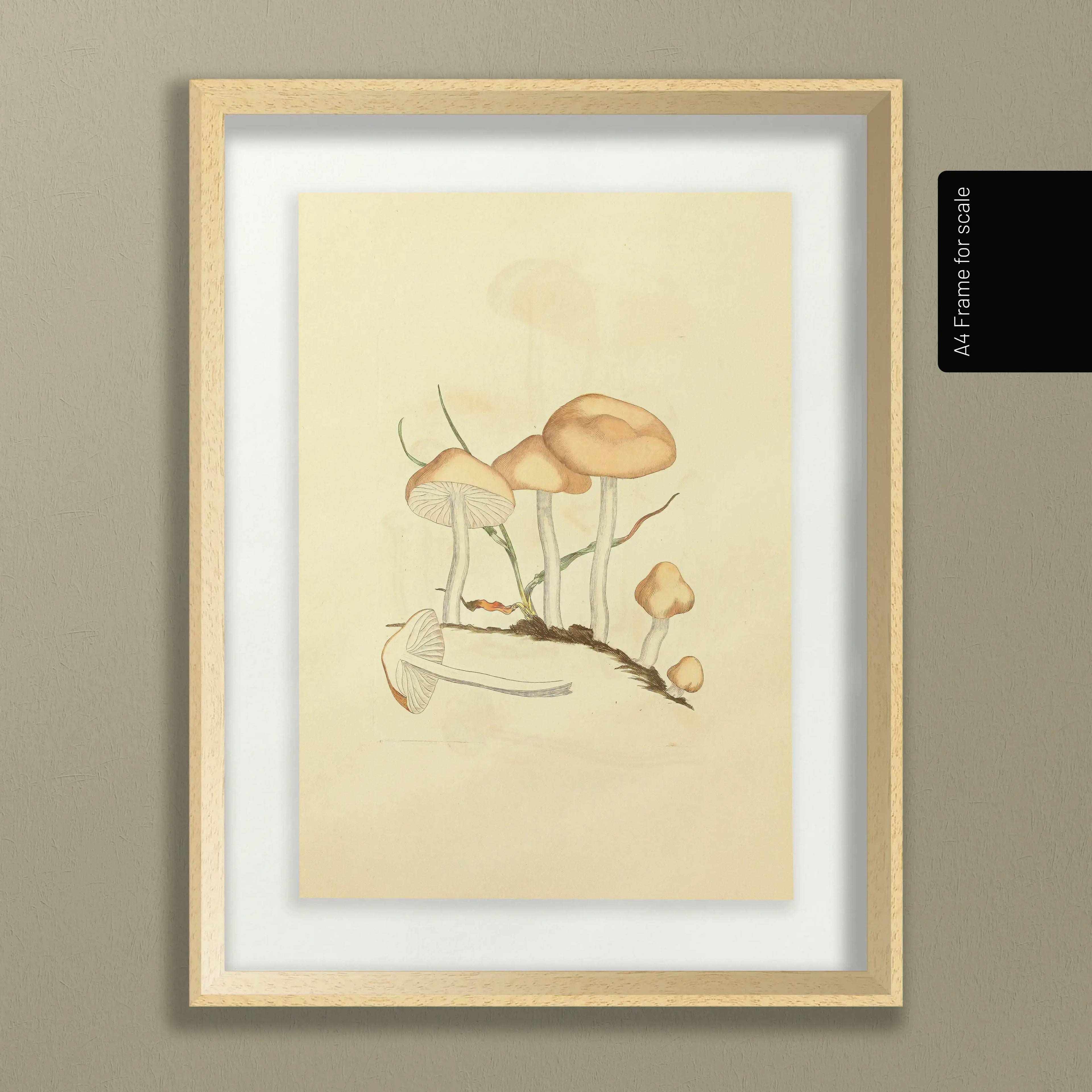 Fungi: Plate No. 27