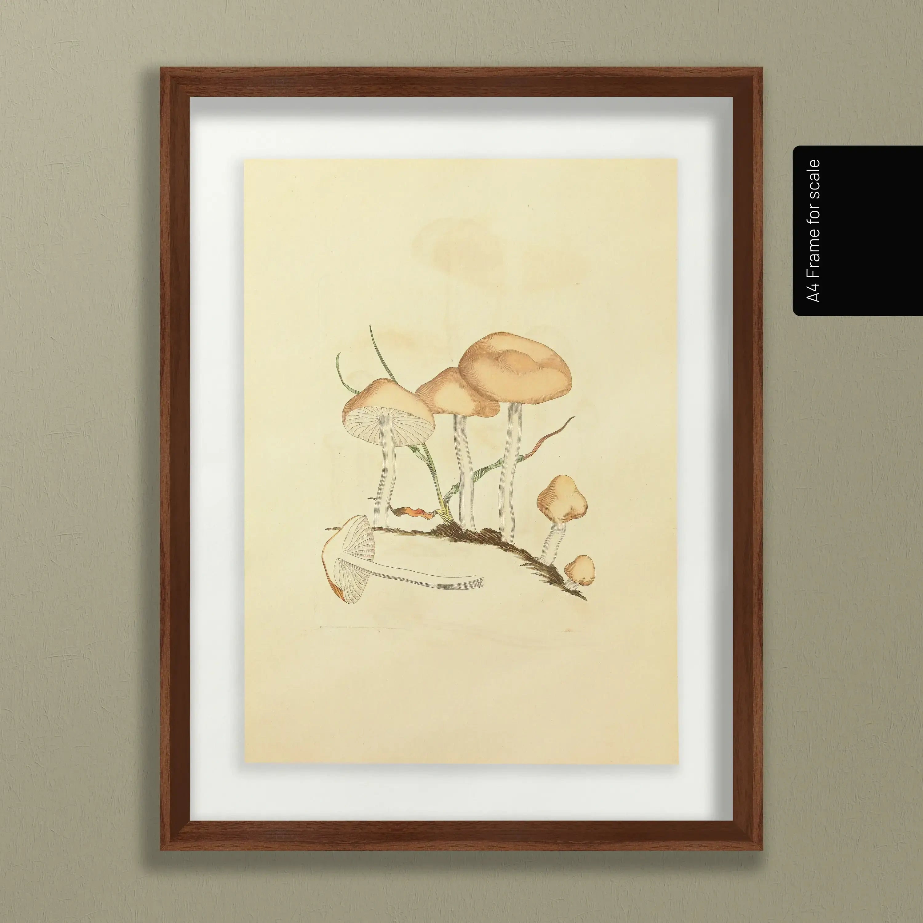 Fungi: Plate No. 27