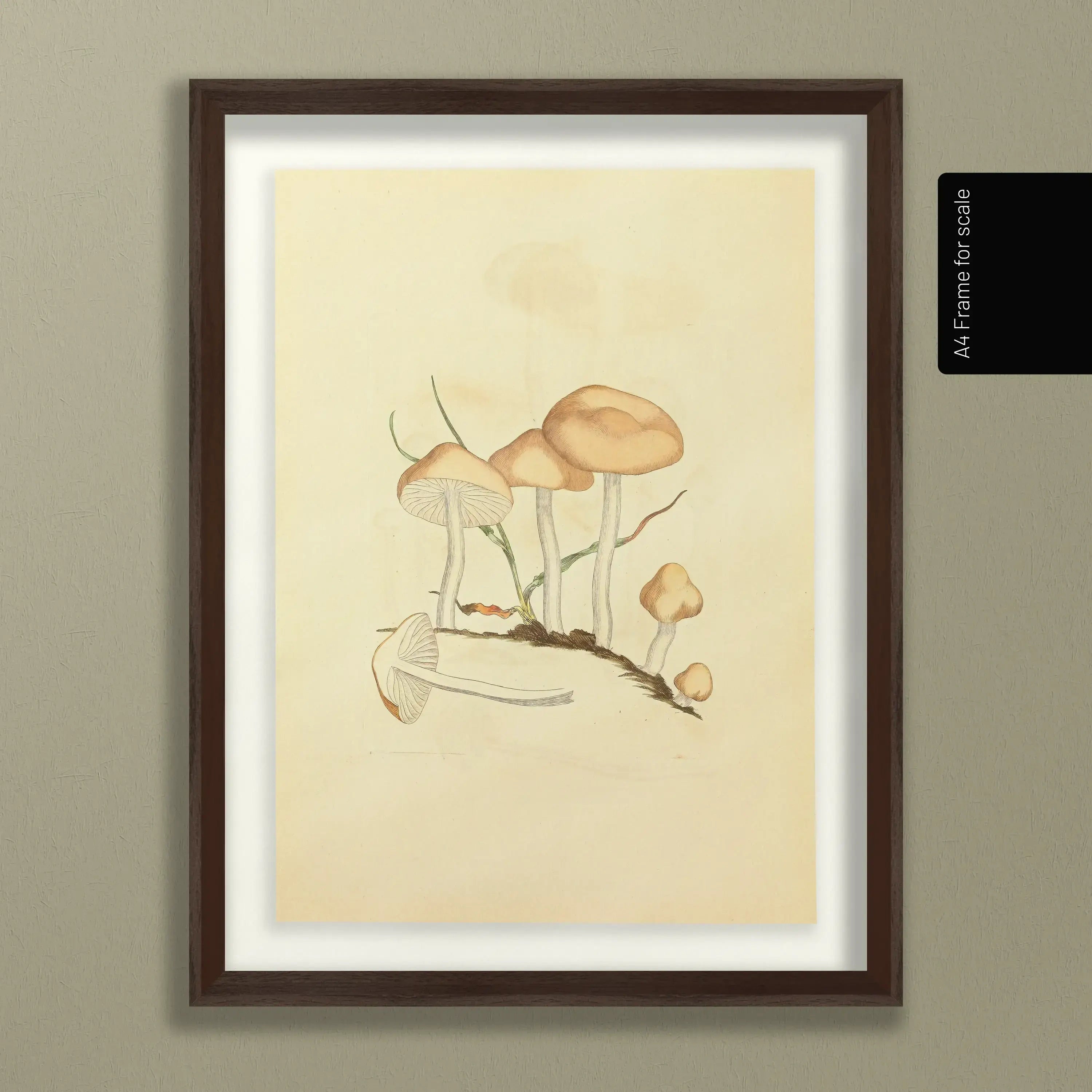 Fungi: Plate No. 27
