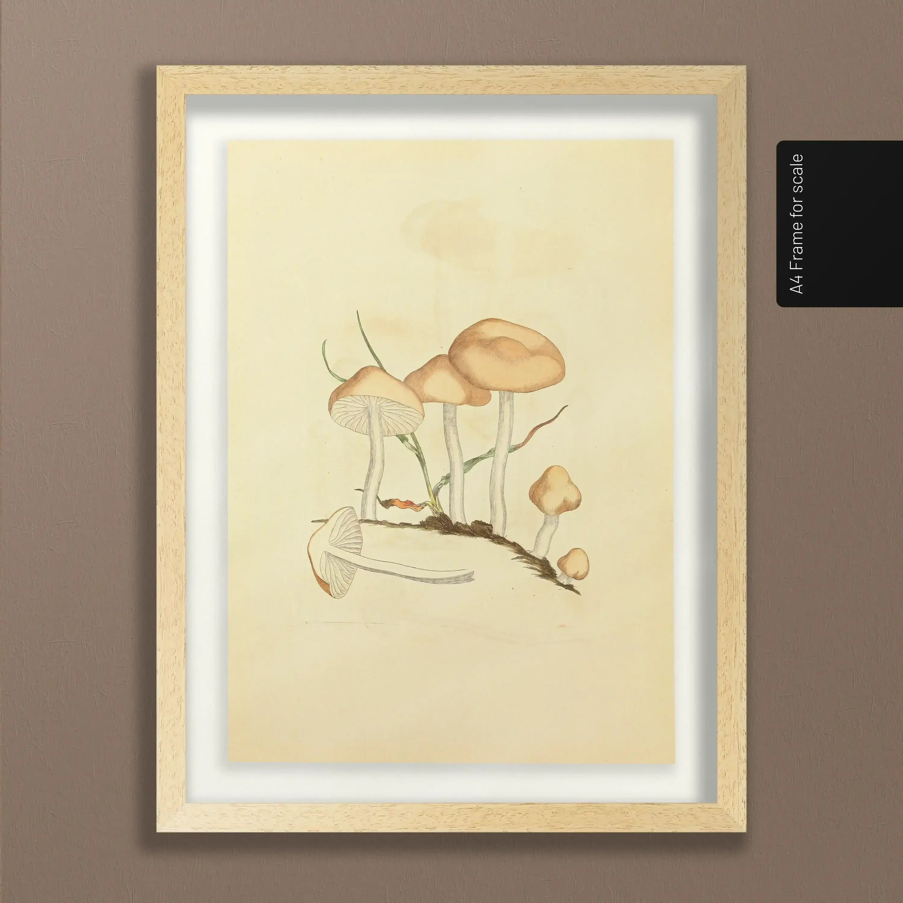Fungi: Plate No. 27