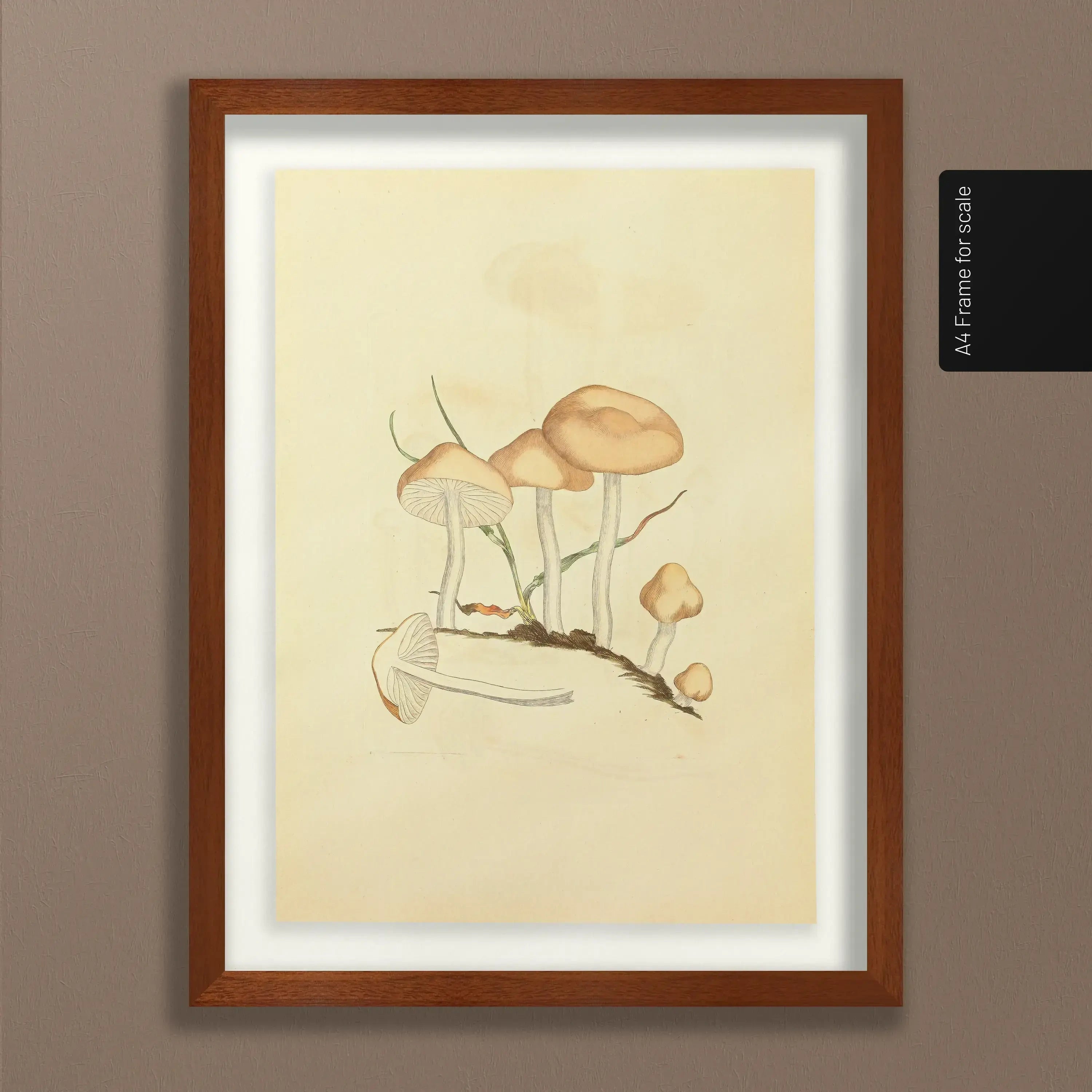 Fungi: Plate No. 27