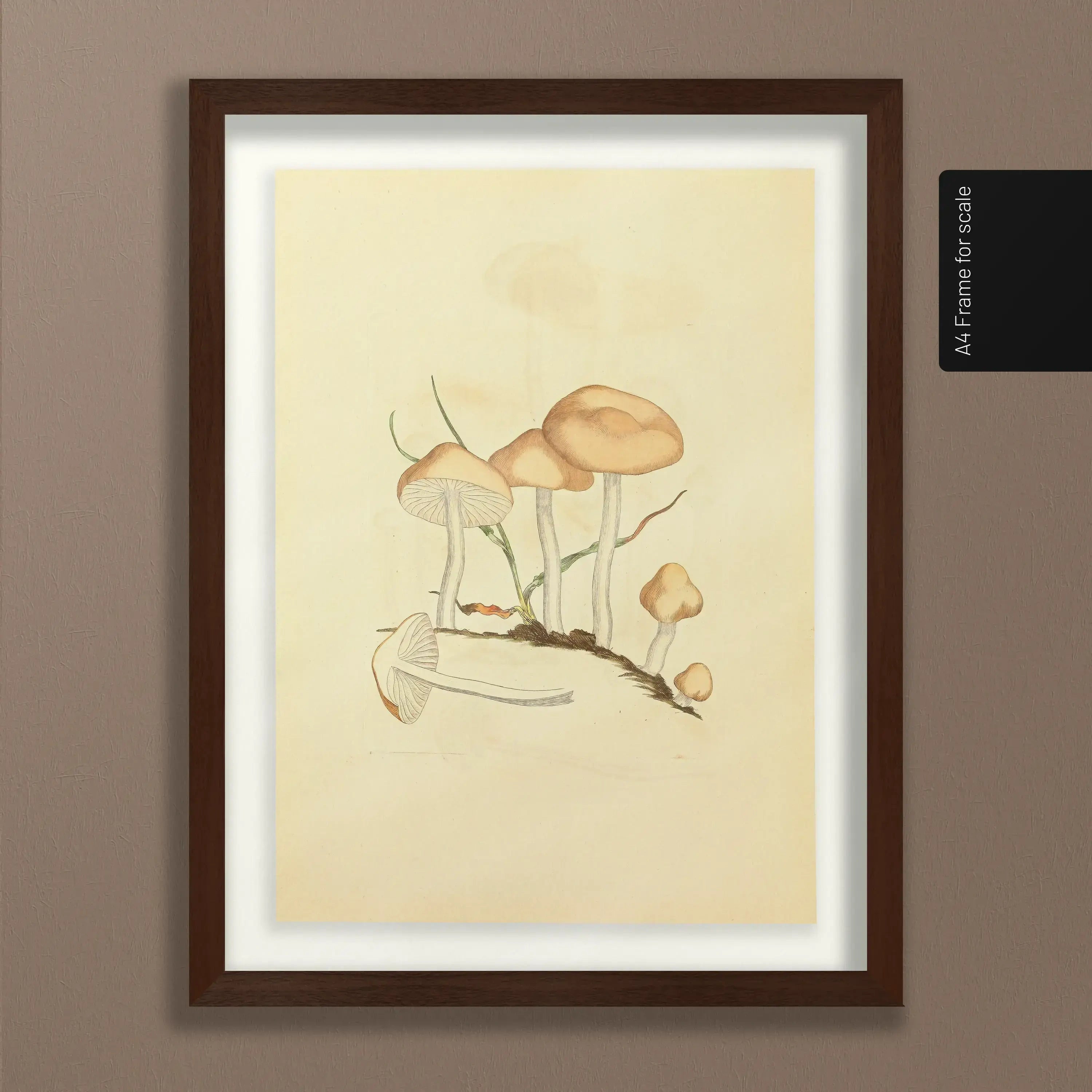 Fungi: Plate No. 27