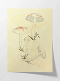 Fungi: Plate No. 28