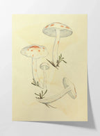 Fungi: Plate No. 28
