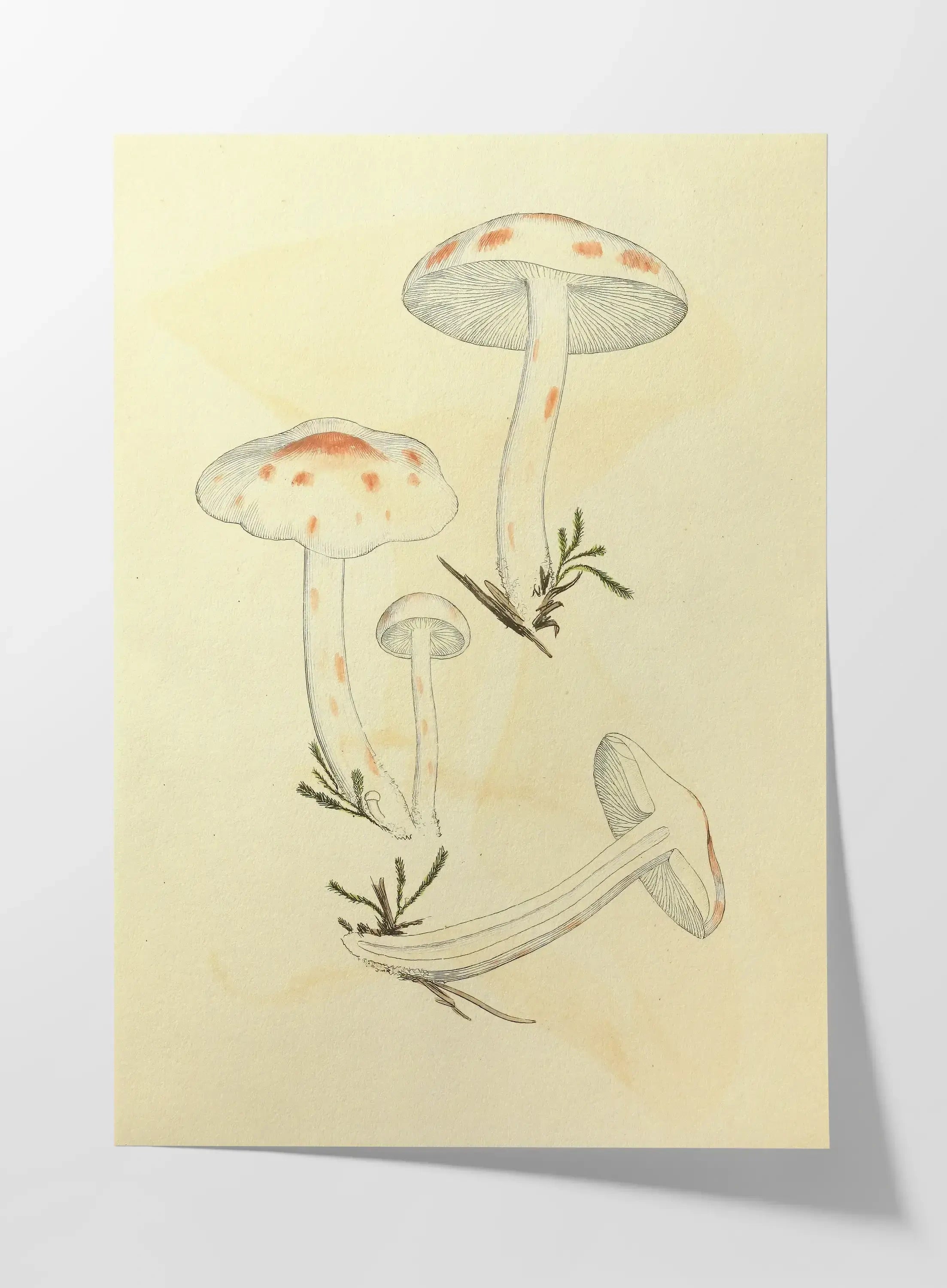 Fungi: Plate No. 28