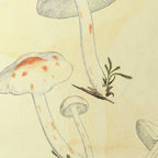 Fungi: Plate No. 28