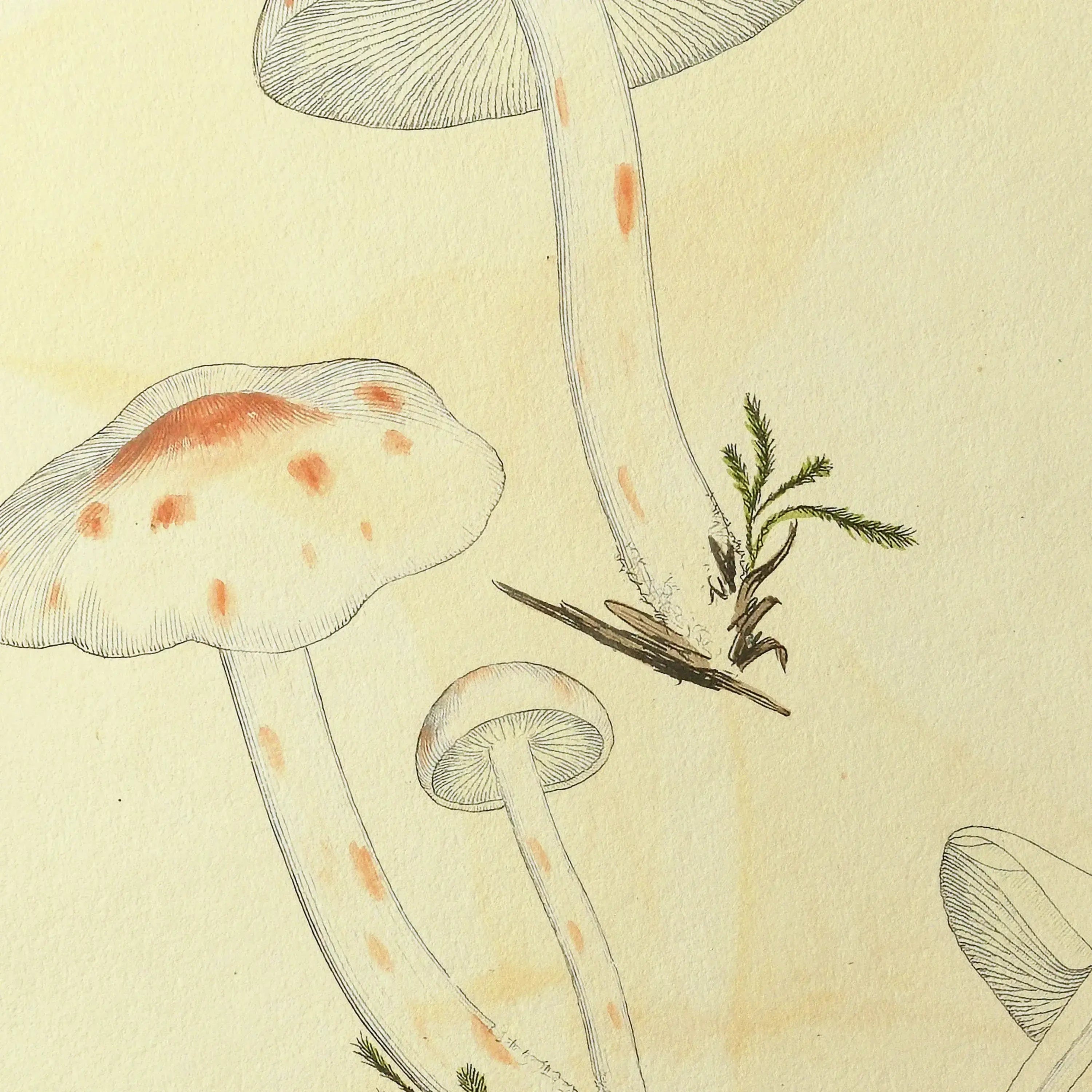 Fungi: Plate No. 28