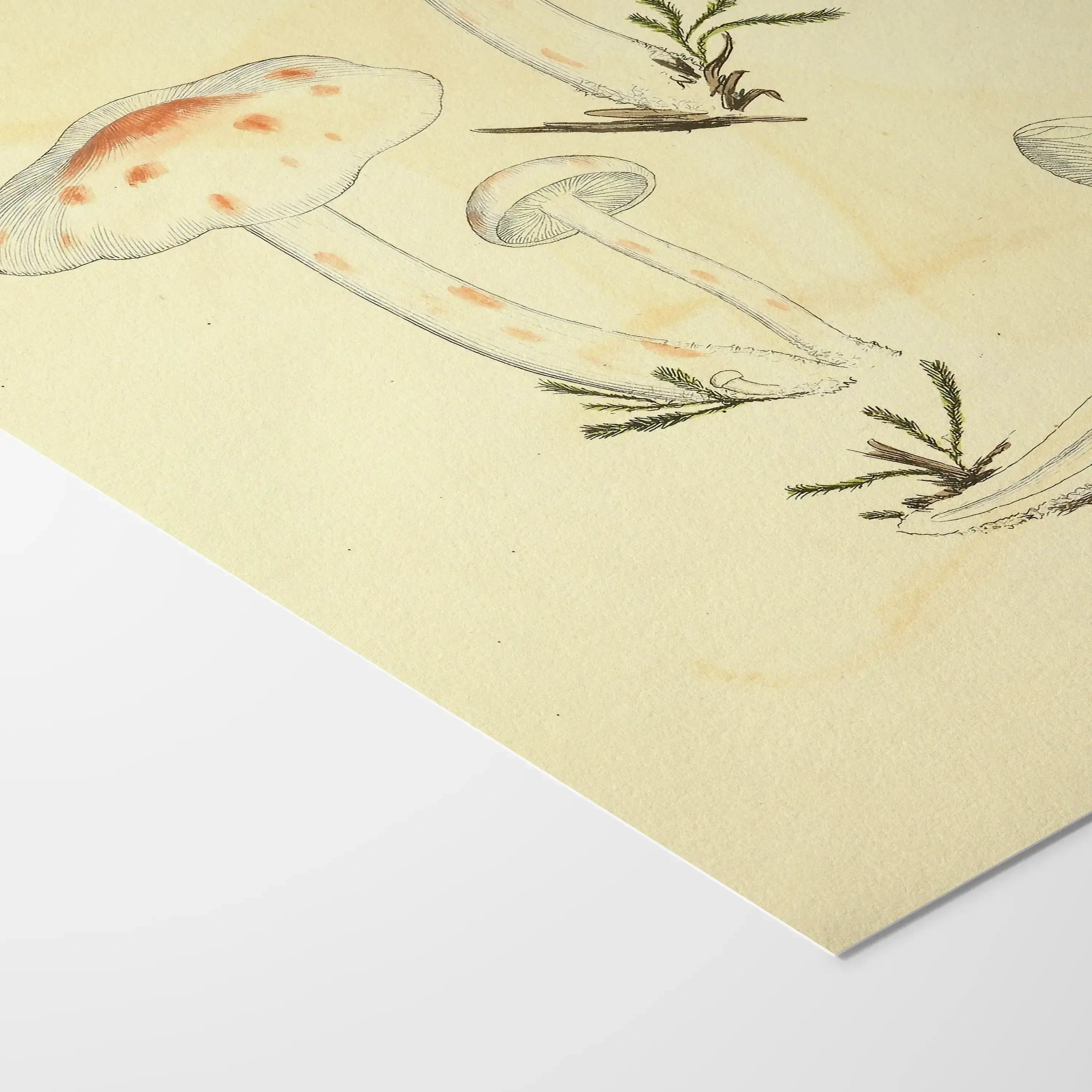 Fungi: Plate No. 28