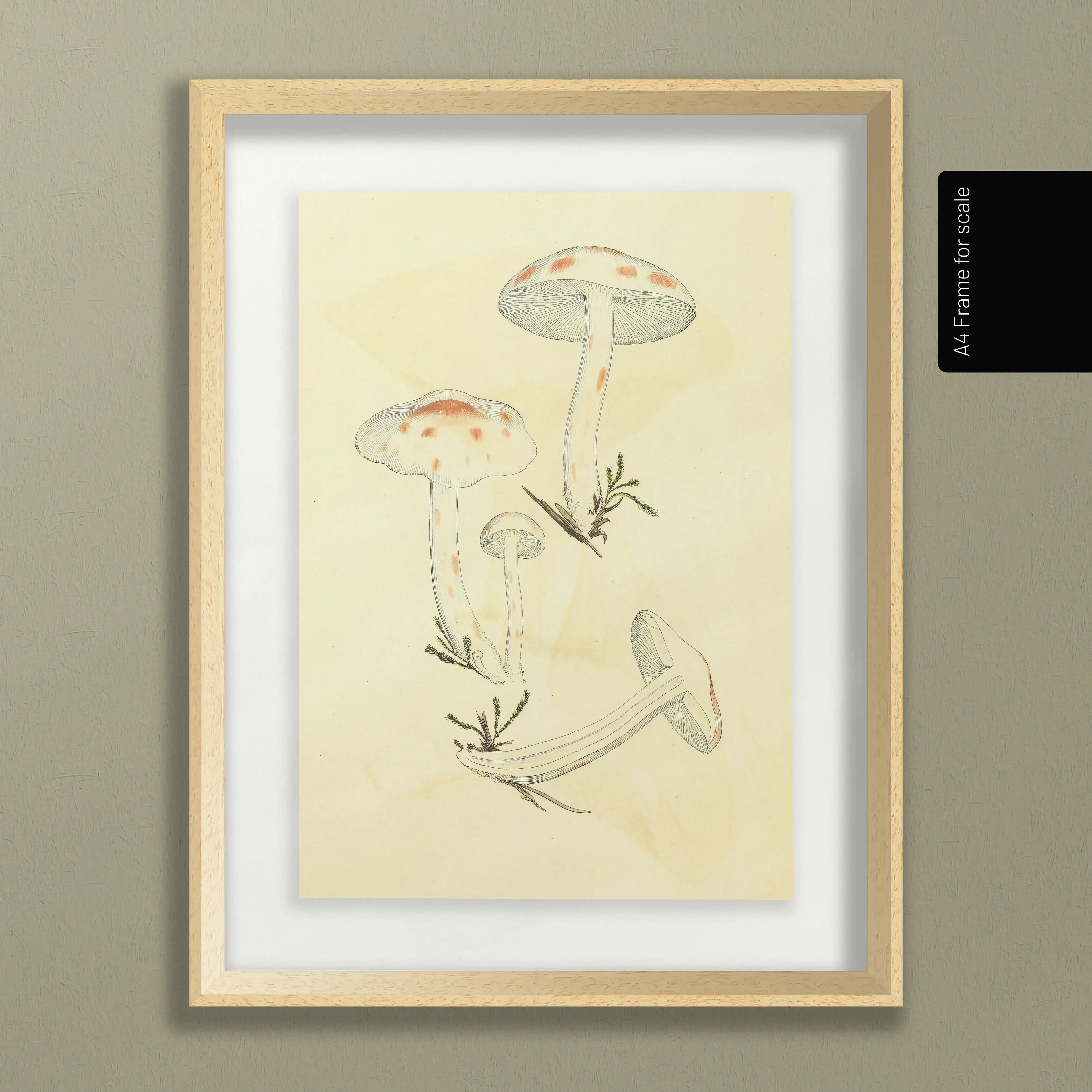 Fungi: Plate No. 28