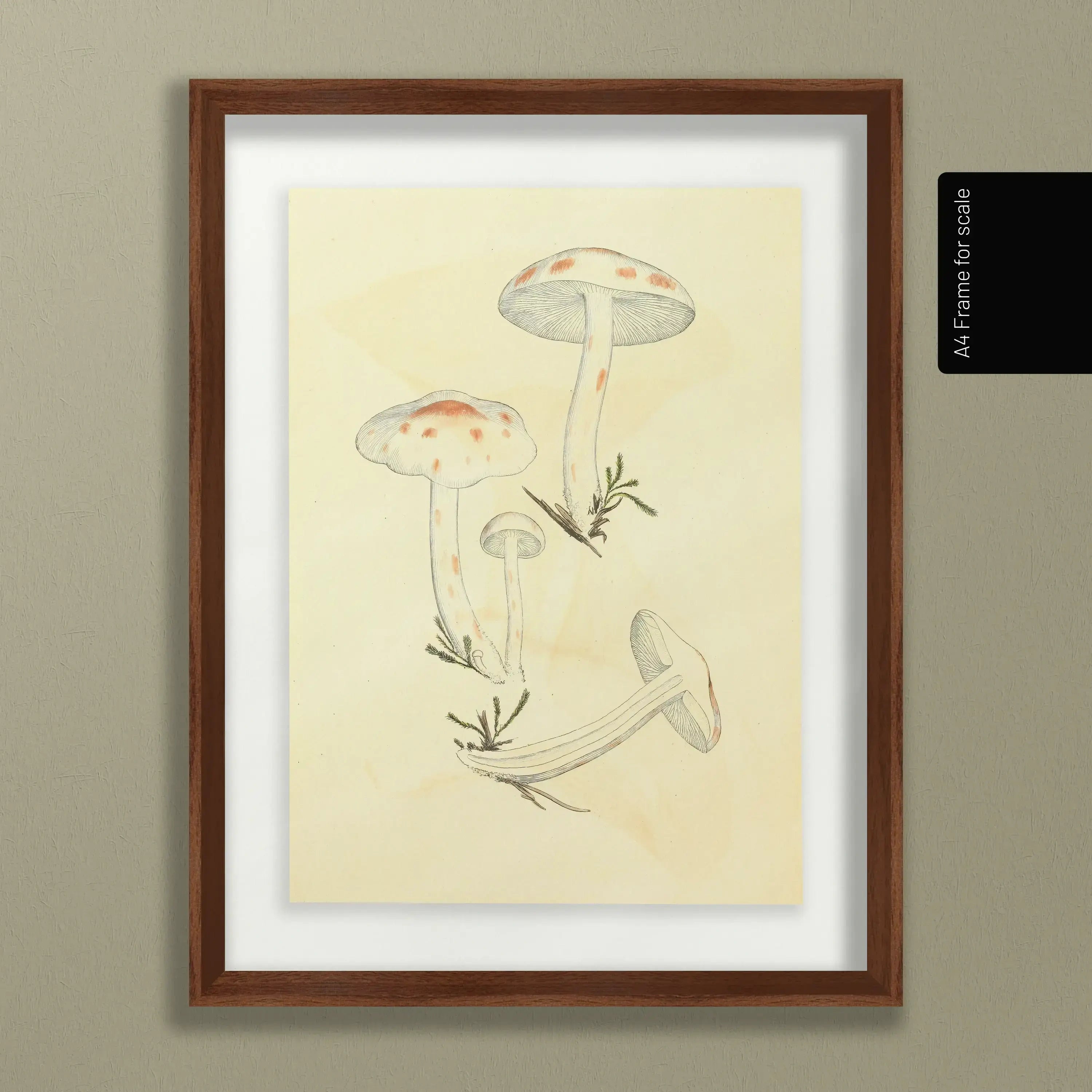 Fungi: Plate No. 28