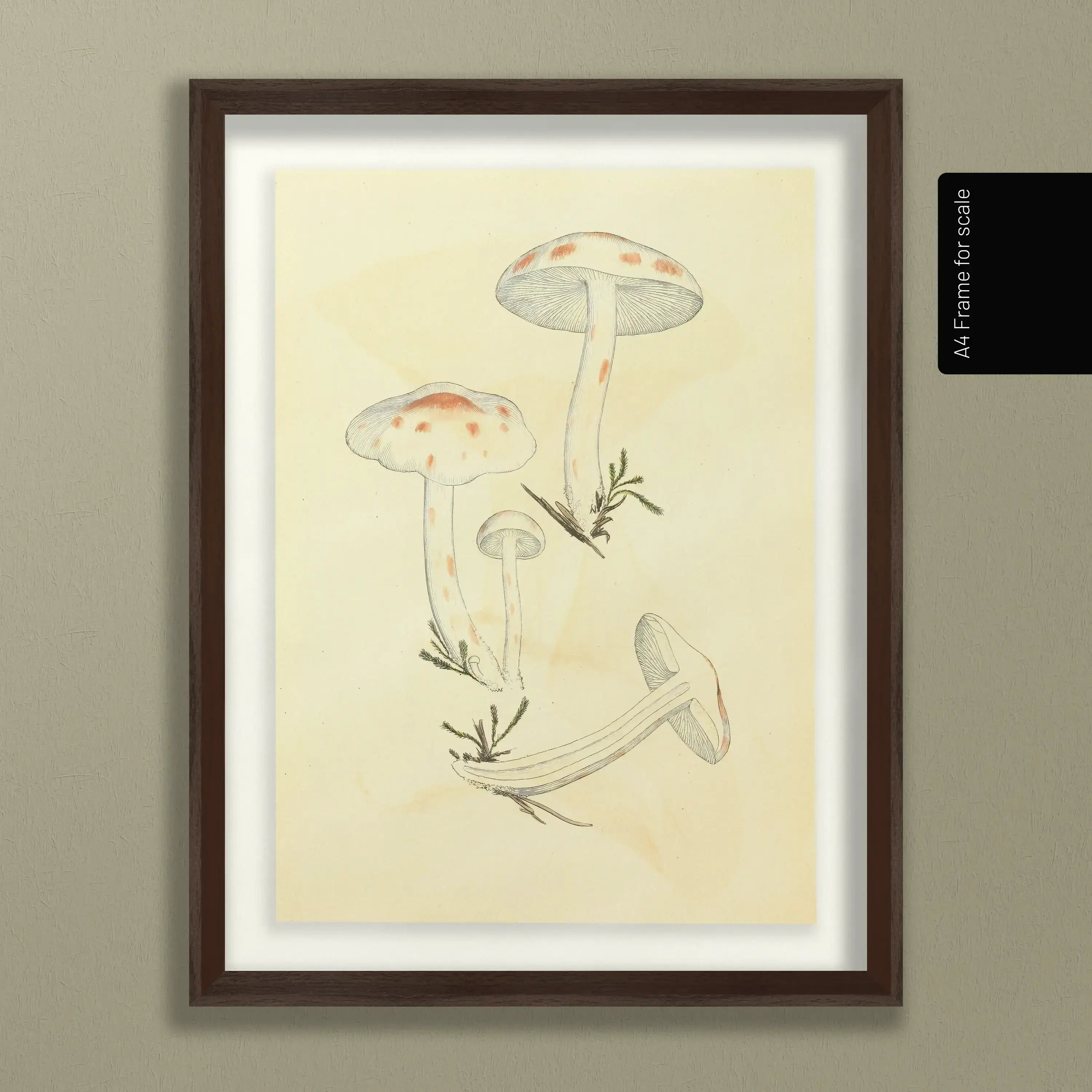 Fungi: Plate No. 28
