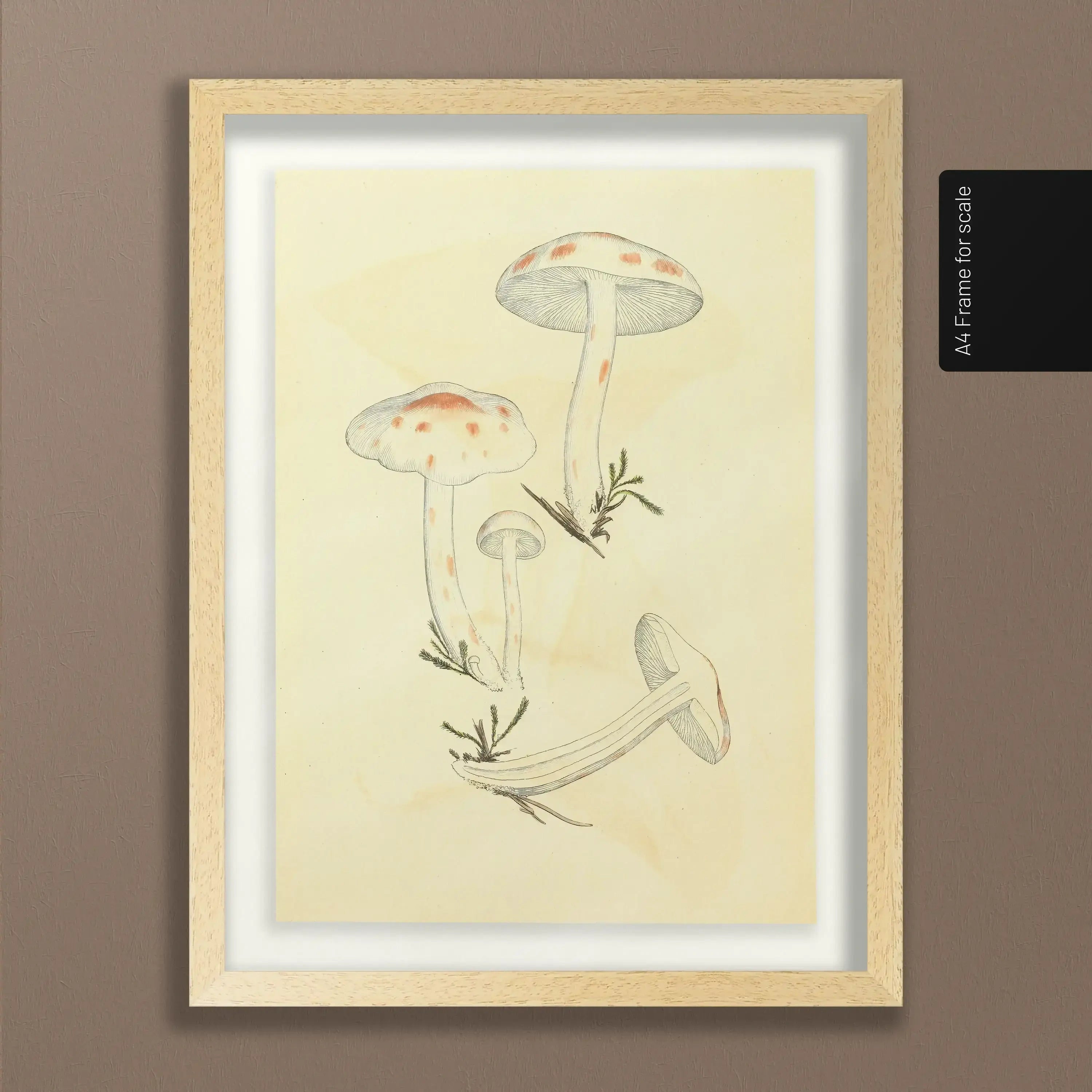 Fungi: Plate No. 28