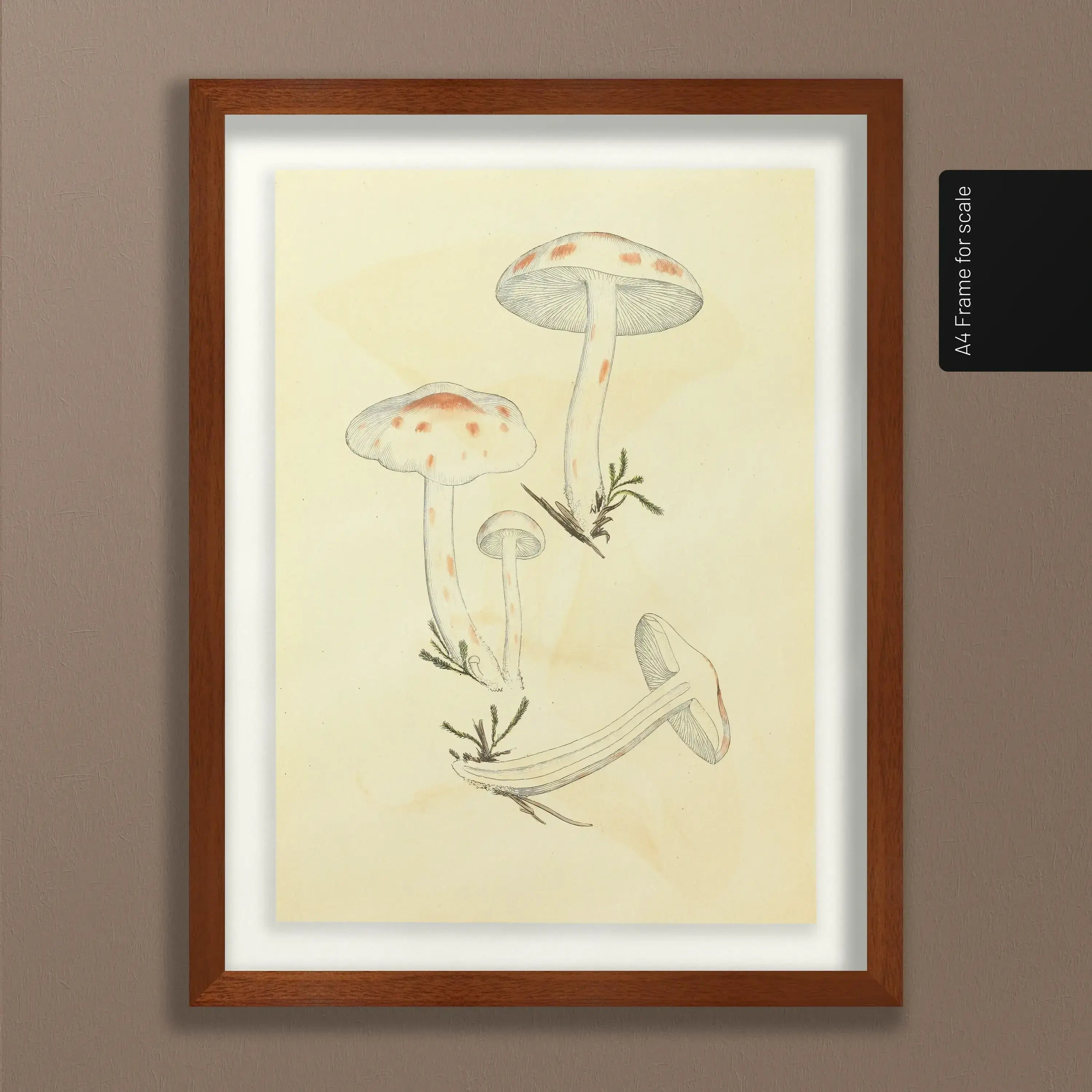 Fungi: Plate No. 28