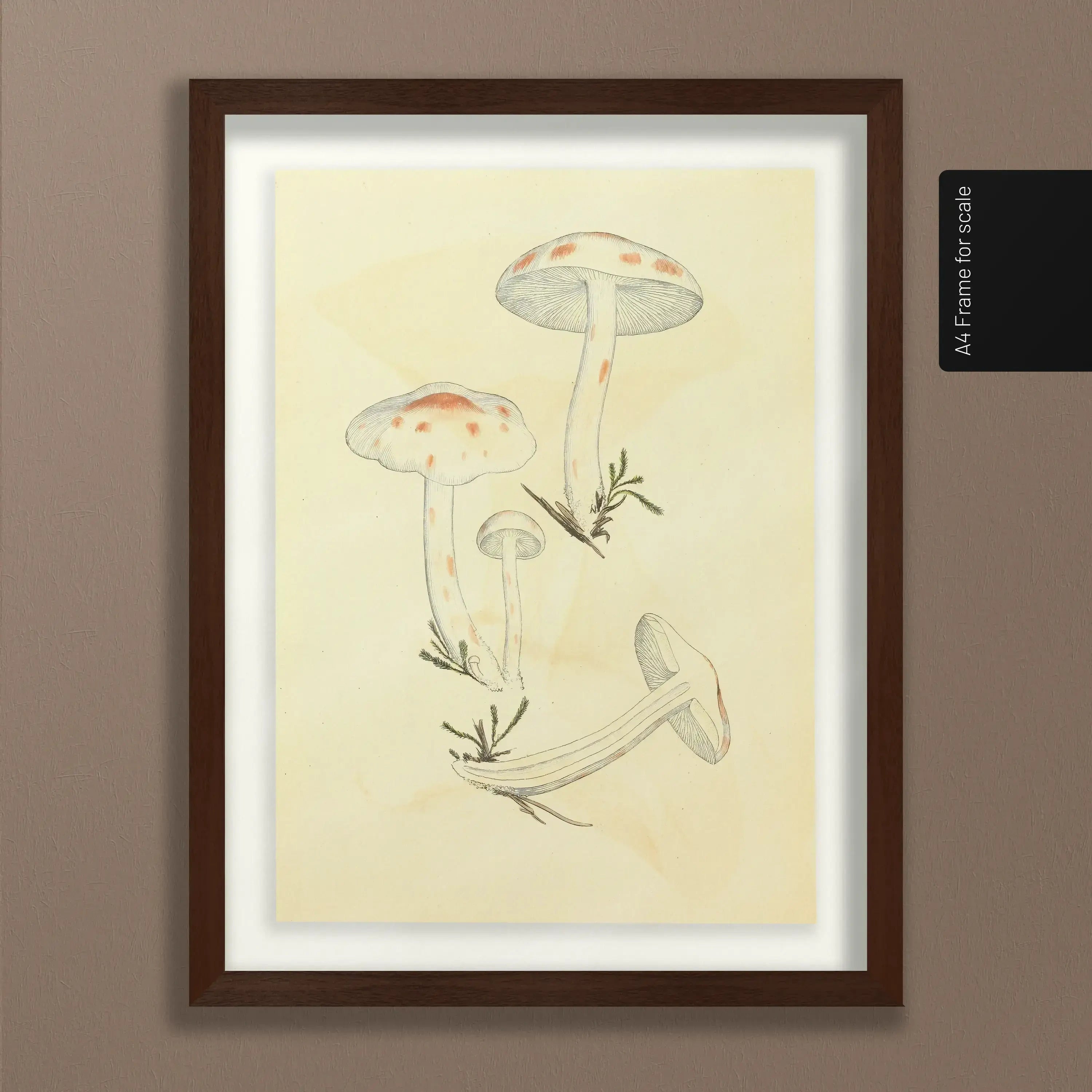 Fungi: Plate No. 28