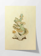 Fungi: Plate No. 29