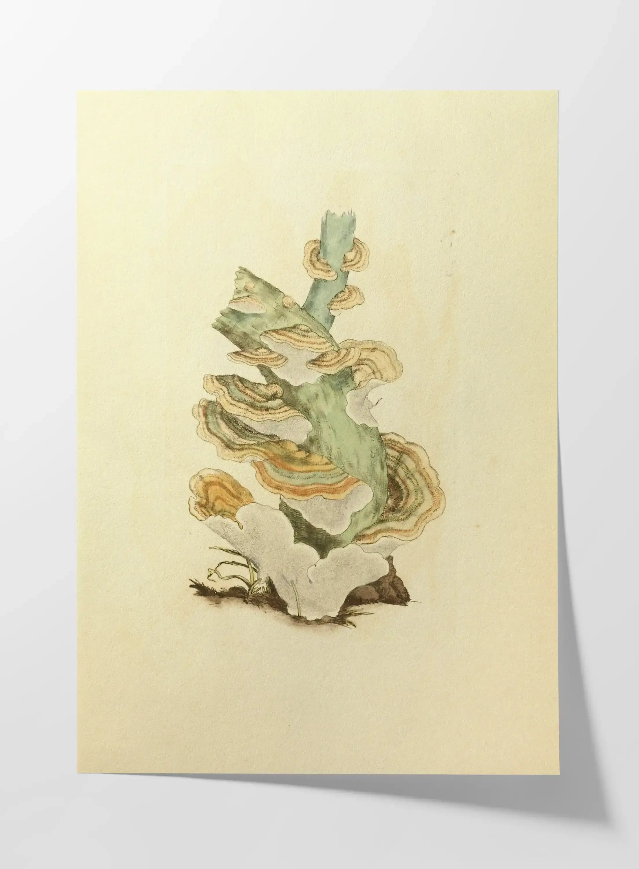 Fungi: Plate No. 29