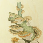Fungi: Plate No. 29