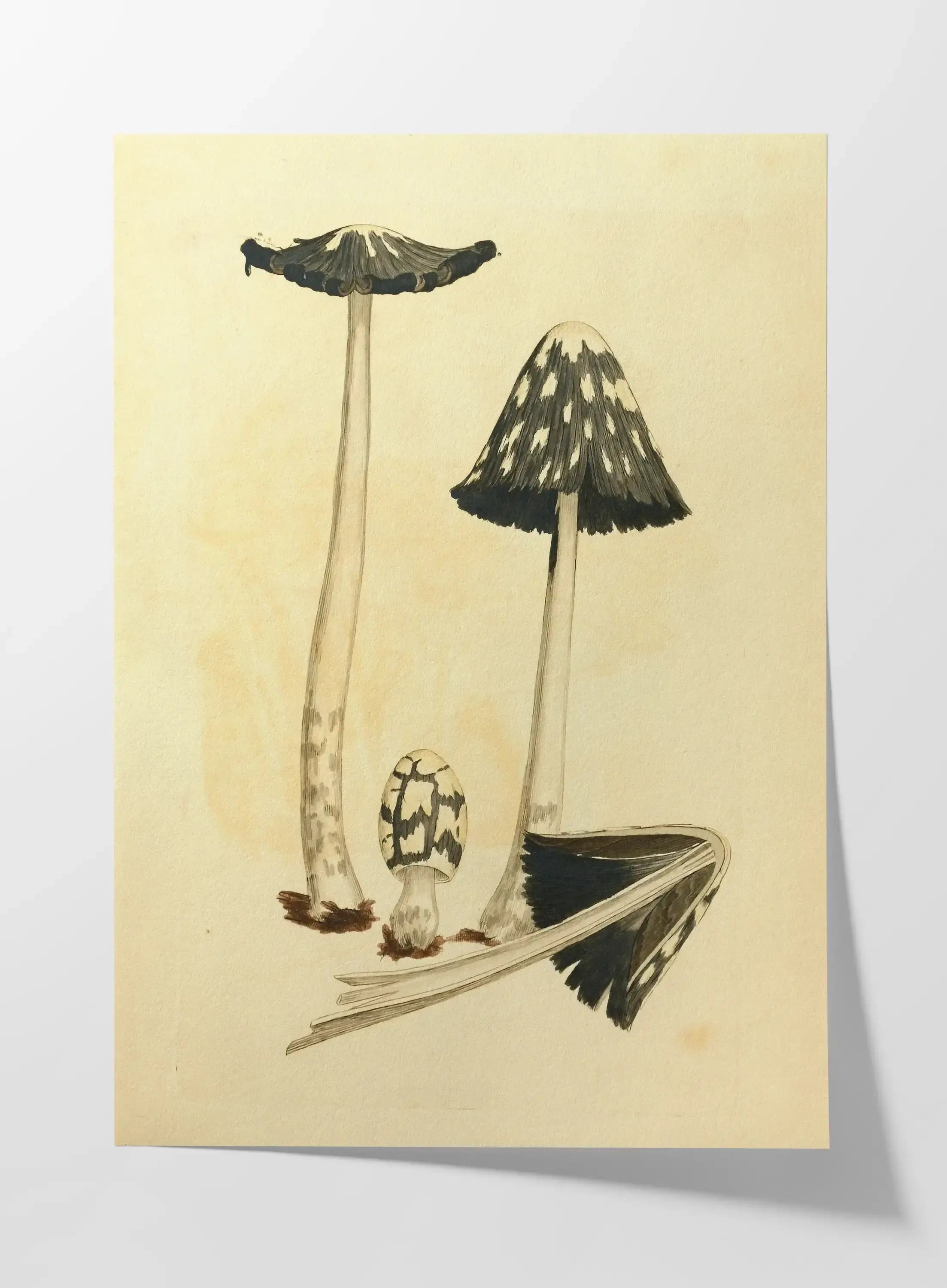 Fungi: Plate No. 30