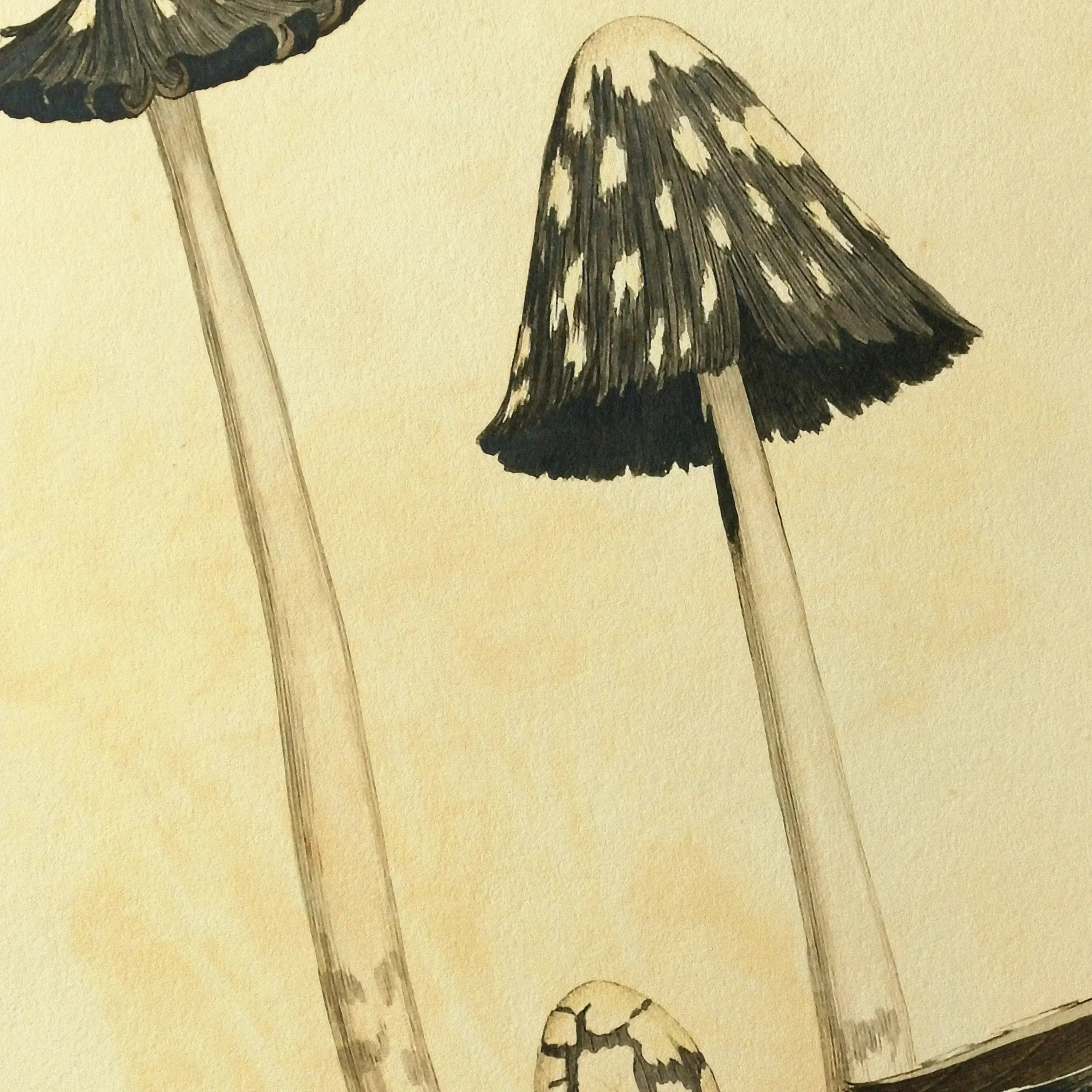 Fungi: Plate No. 30