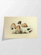 Fungi: Plate No. 31