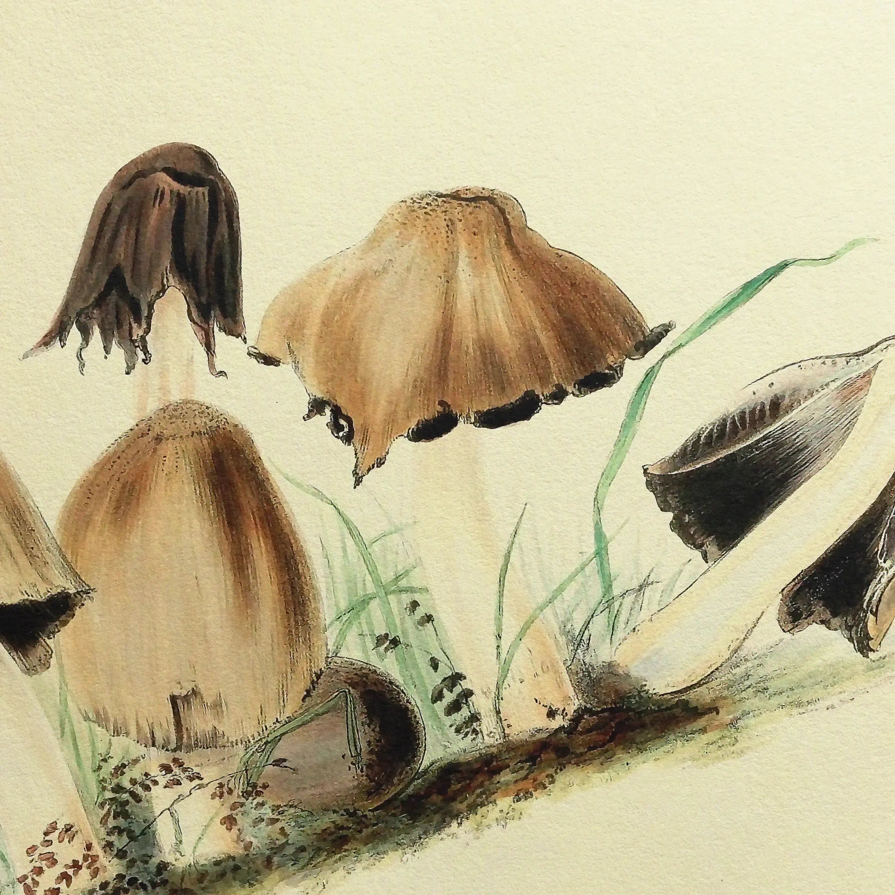 Fungi: Plate No. 31
