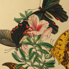 Natural History: Plate No. 01